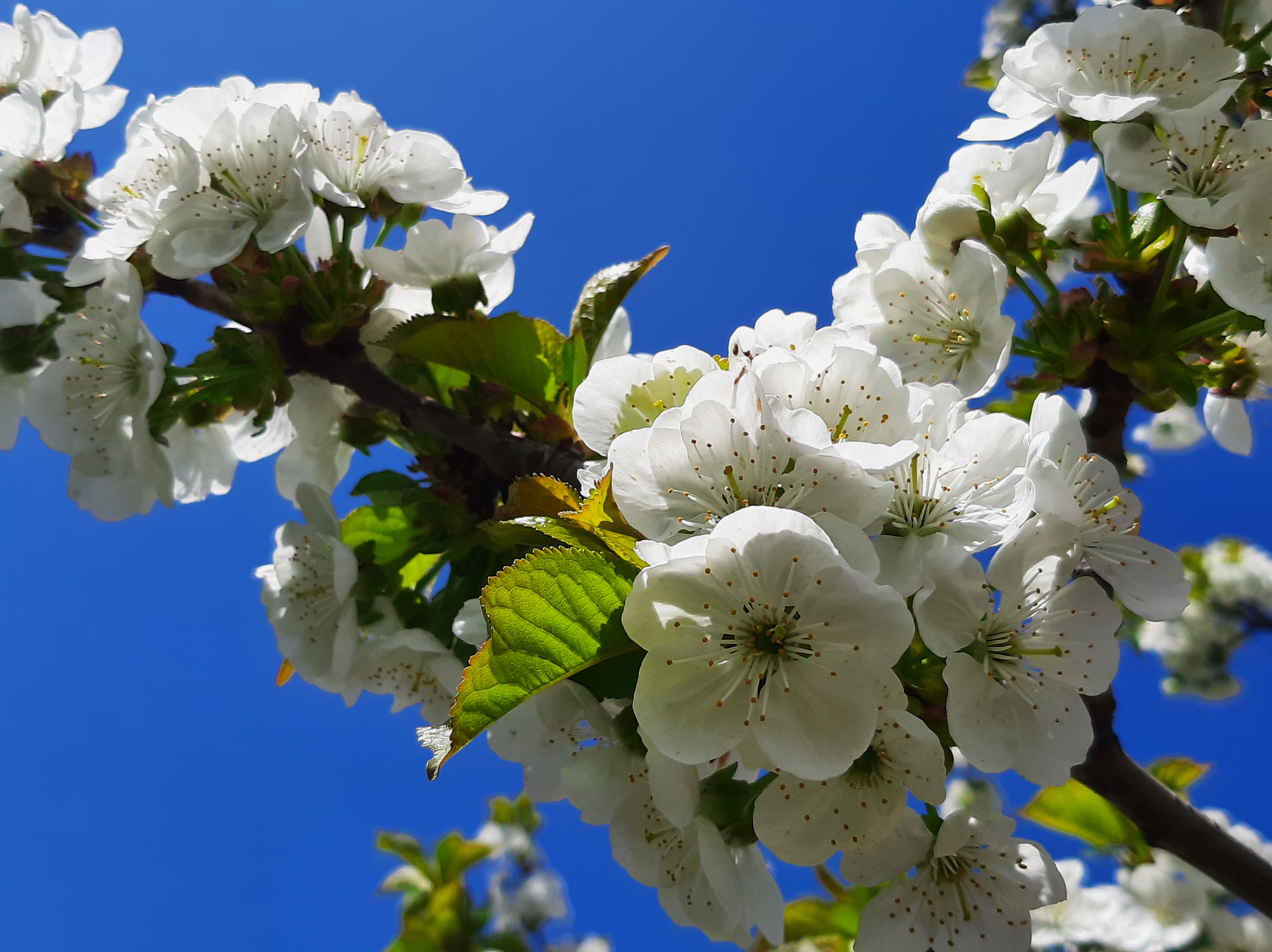 免费照片白色的樱花