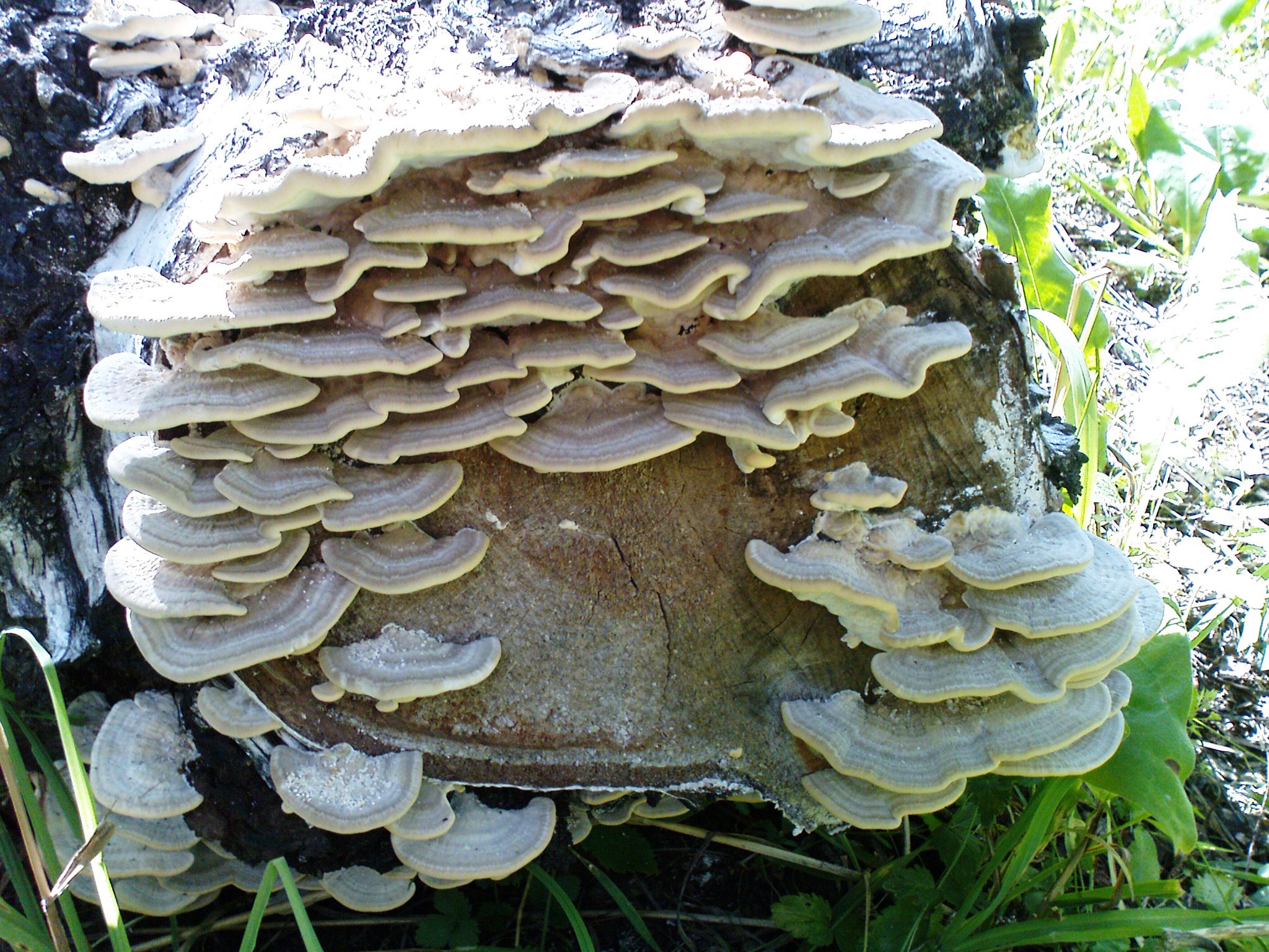 Древесный гриб на пне & макро