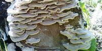 Древесный гриб на пне & макро