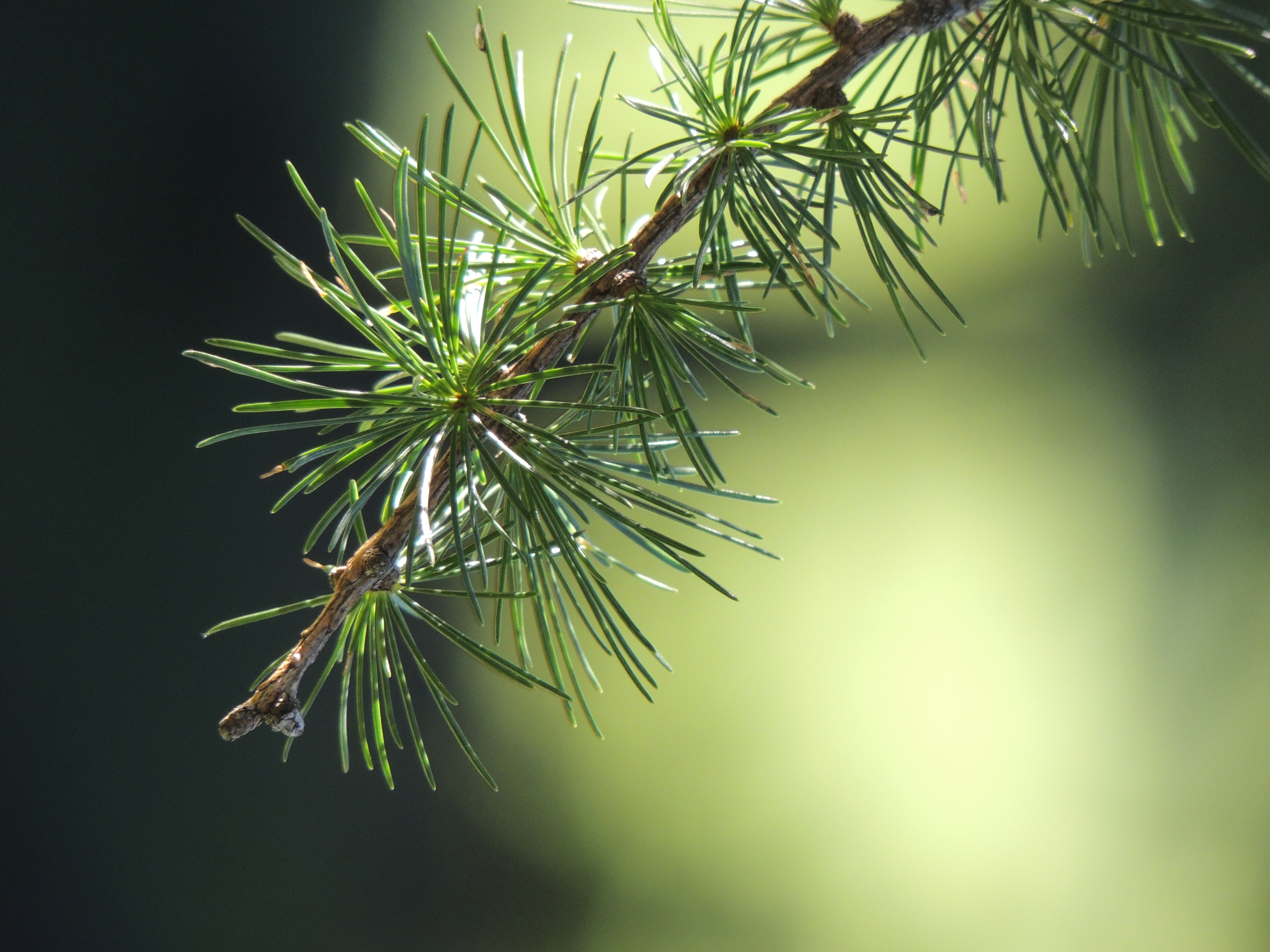 Free photo Spruce needles on the branch