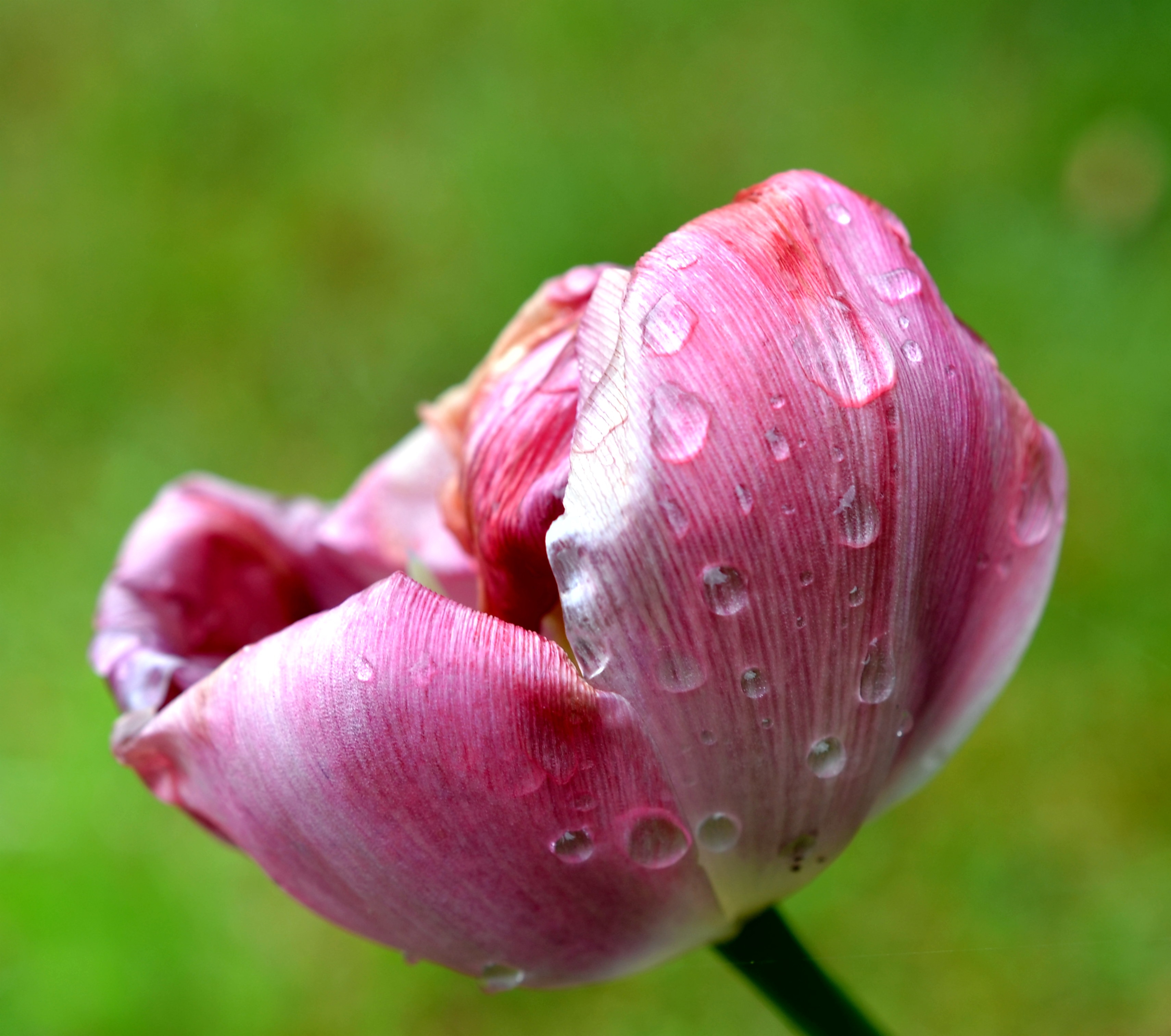 Обои обои розовый тюльпан дождь макро на рабочий стол
