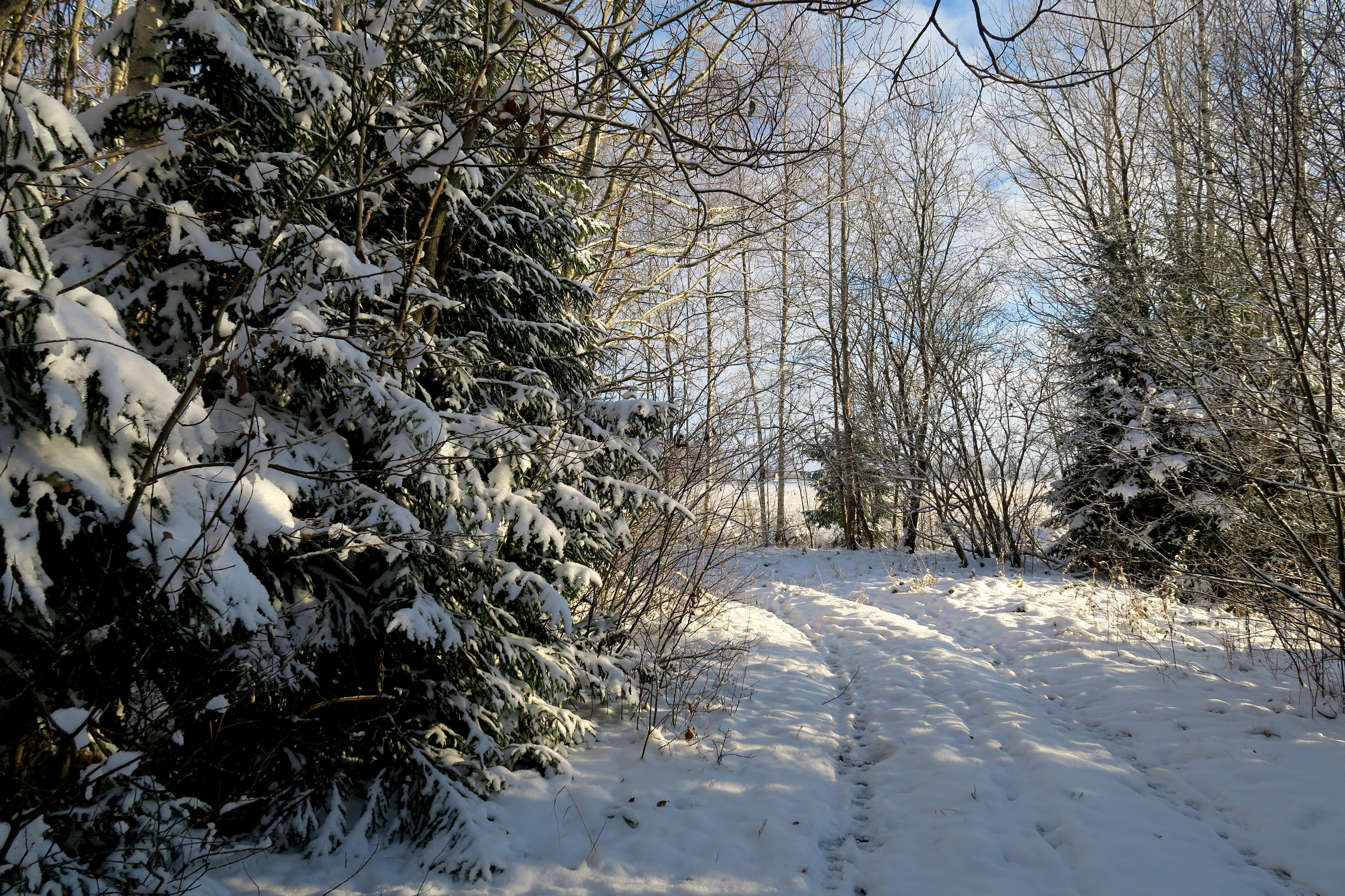 Free photo Beautiful photos on the theme of snow, trees