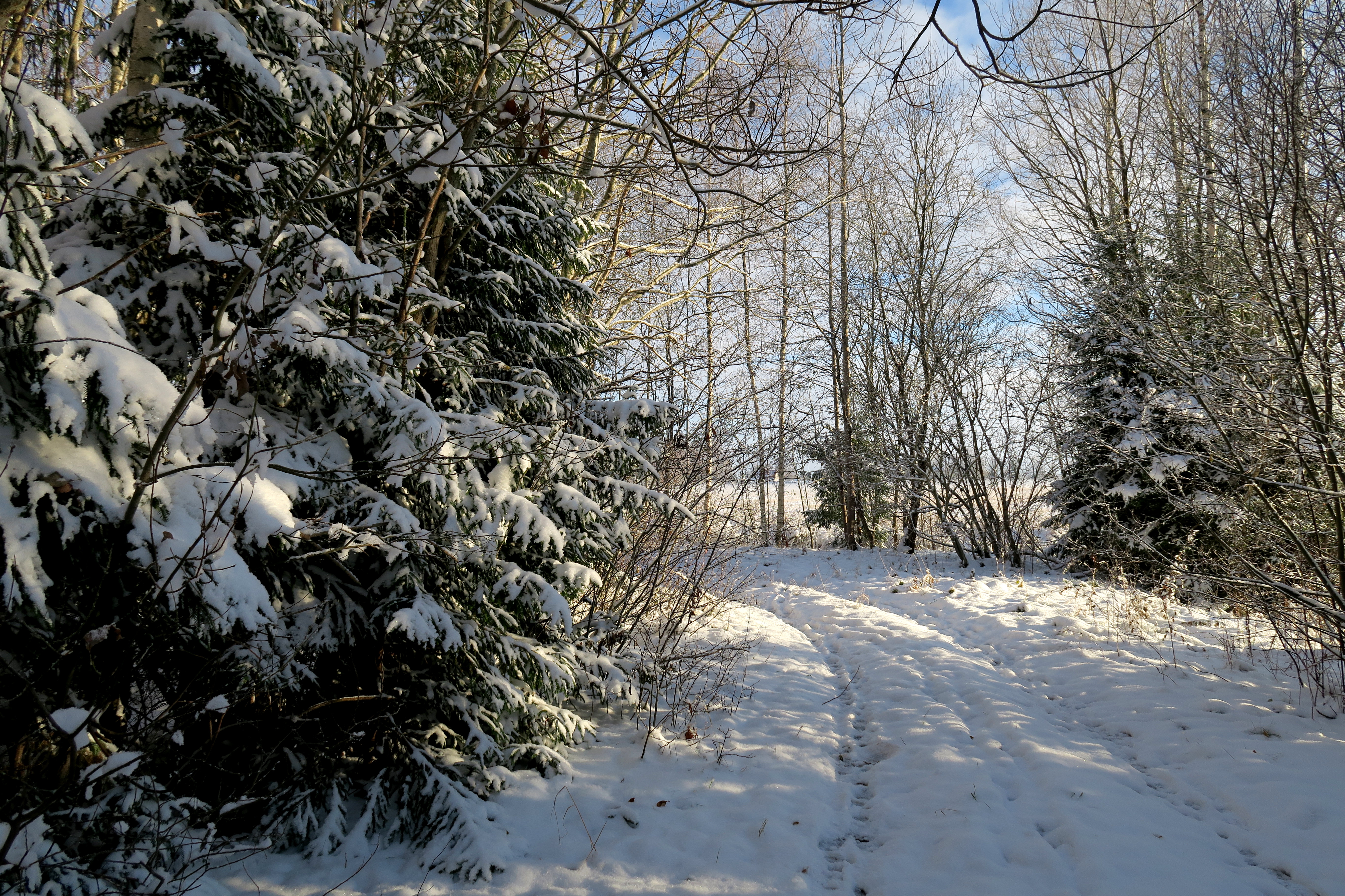 以雪、树为主题的美丽照片