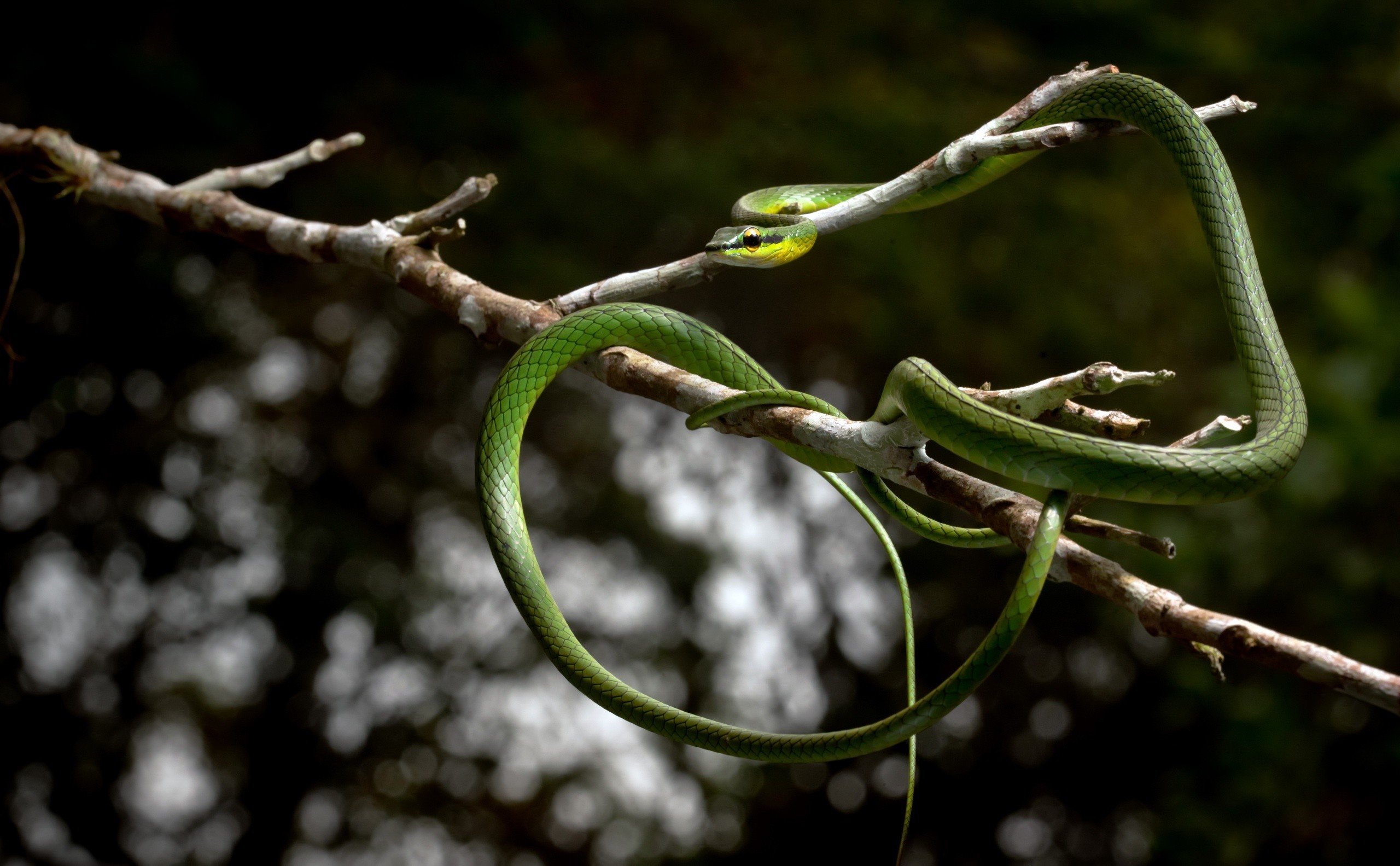 Wallpapers animals branch reptiles on the desktop
