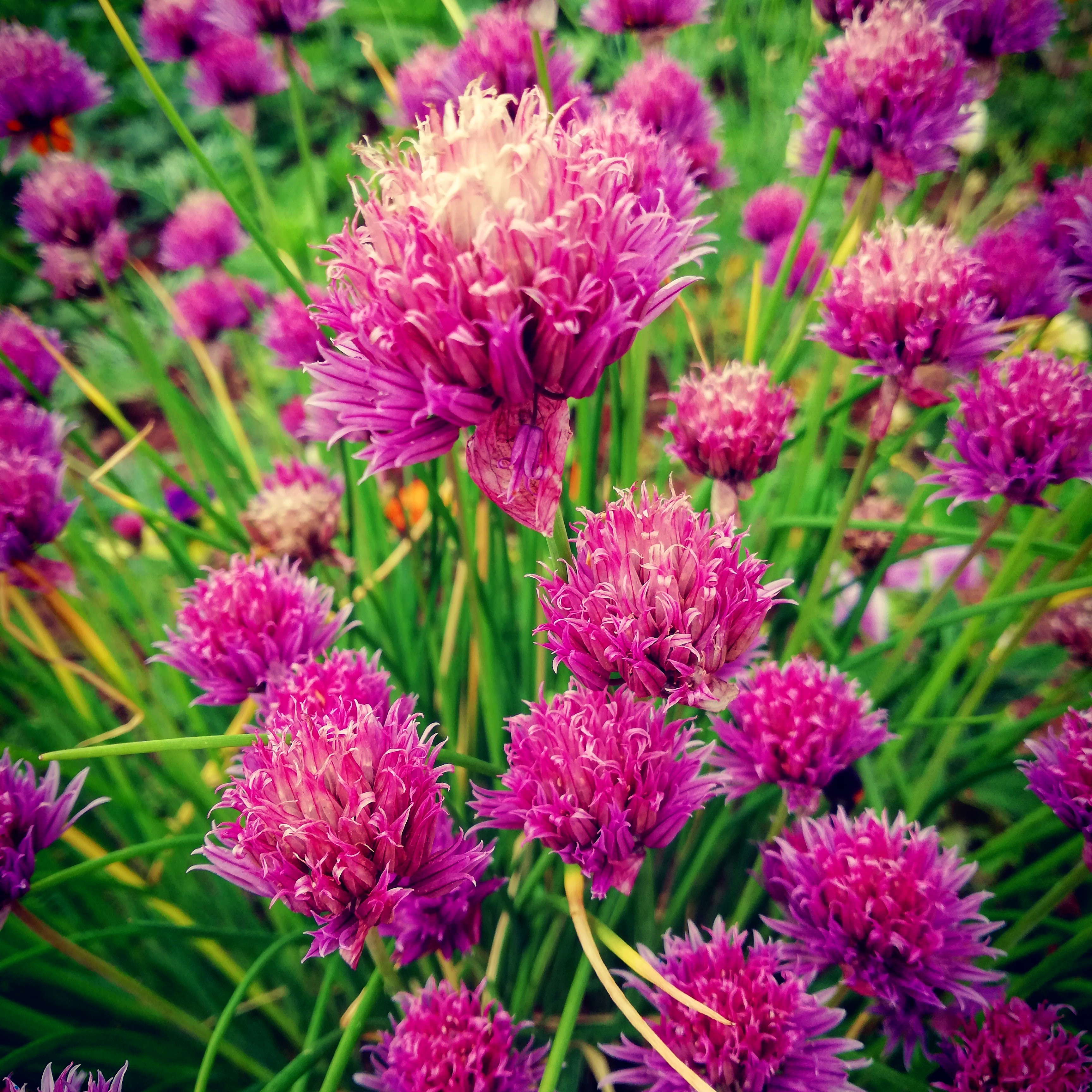 Wallpapers flowers onions flower bed on the desktop