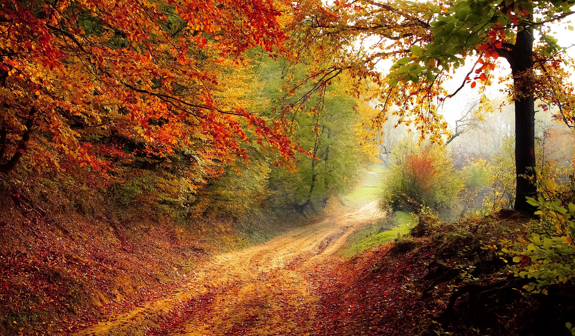 A forested fall road