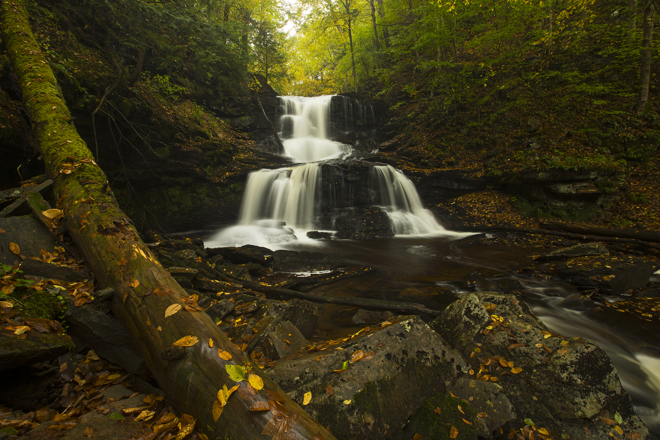 Free photo Waterfall in the old forest