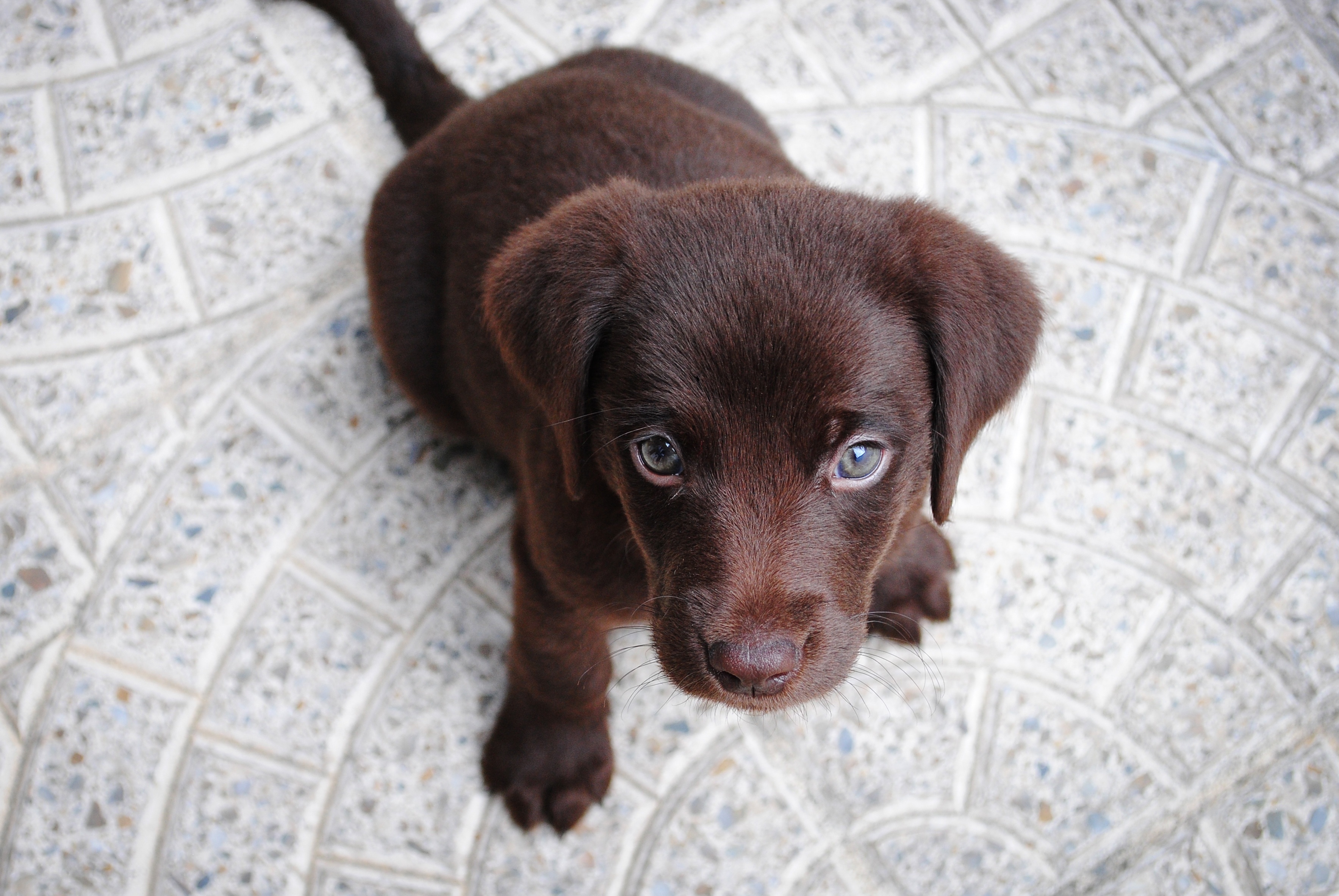 Free photo Chocolate doggie