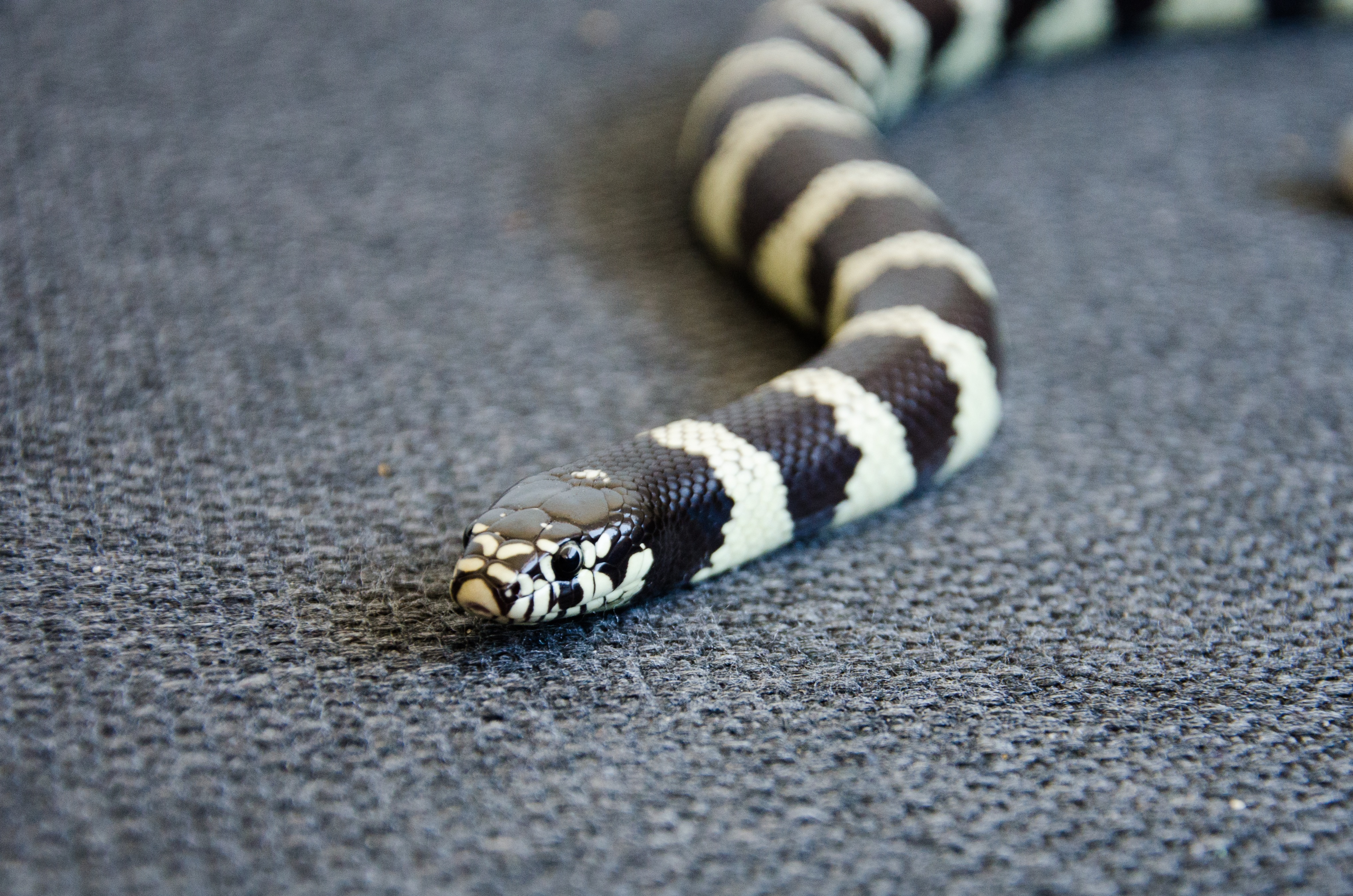 皇家蛇（Lampropeltis getula）具有典型的黑白条纹斑纹。