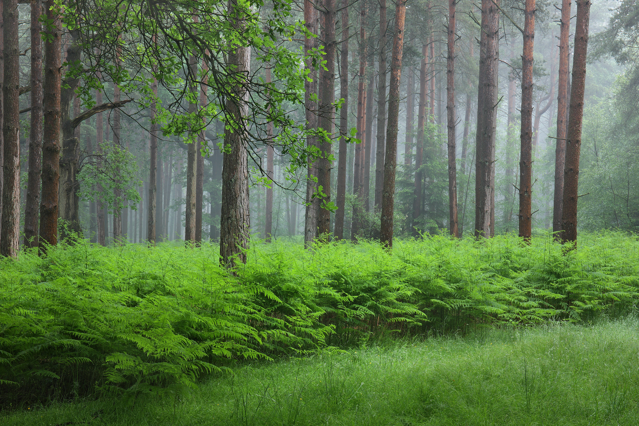 Free photo New Forest