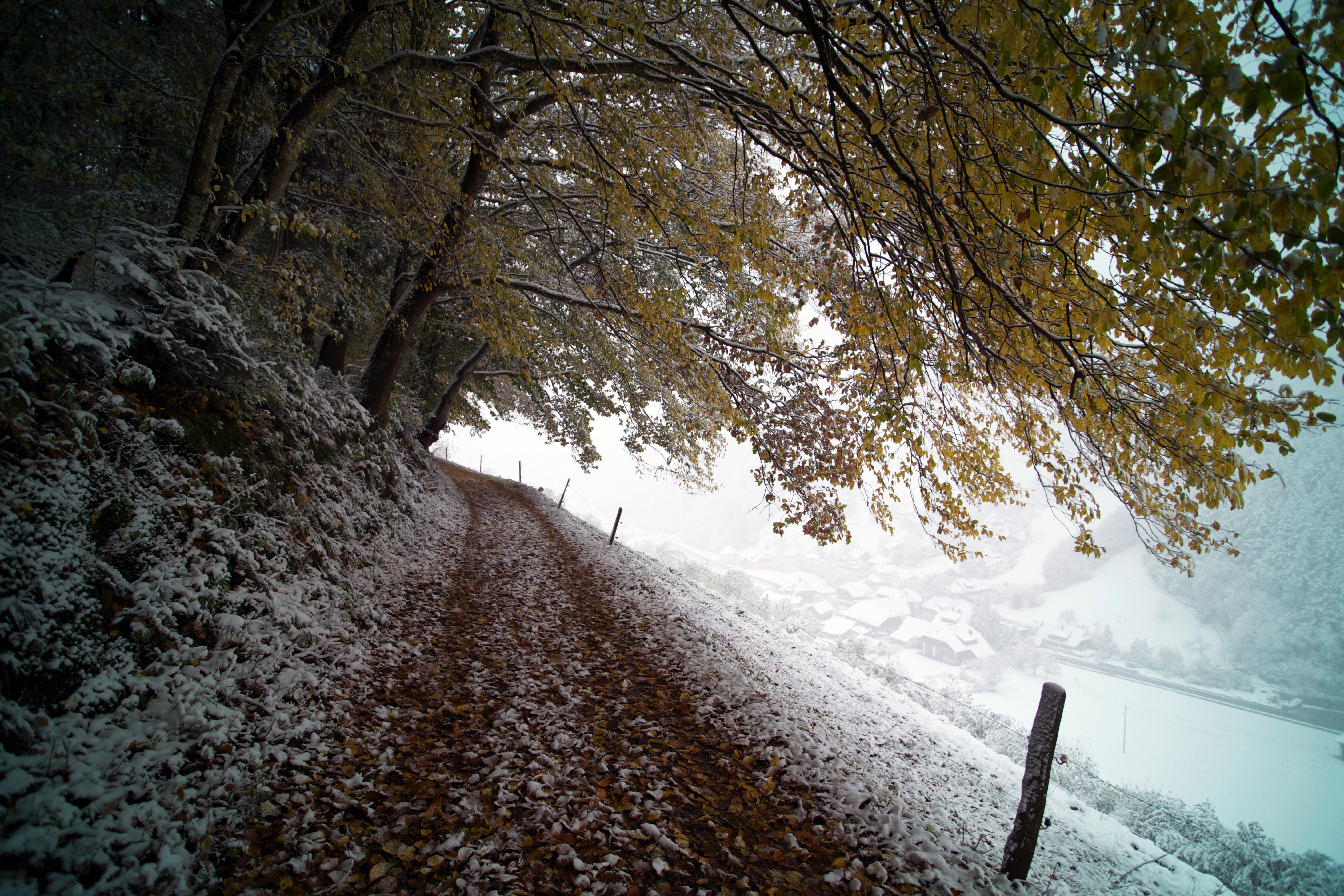 Free photo The first snow on the fall grass