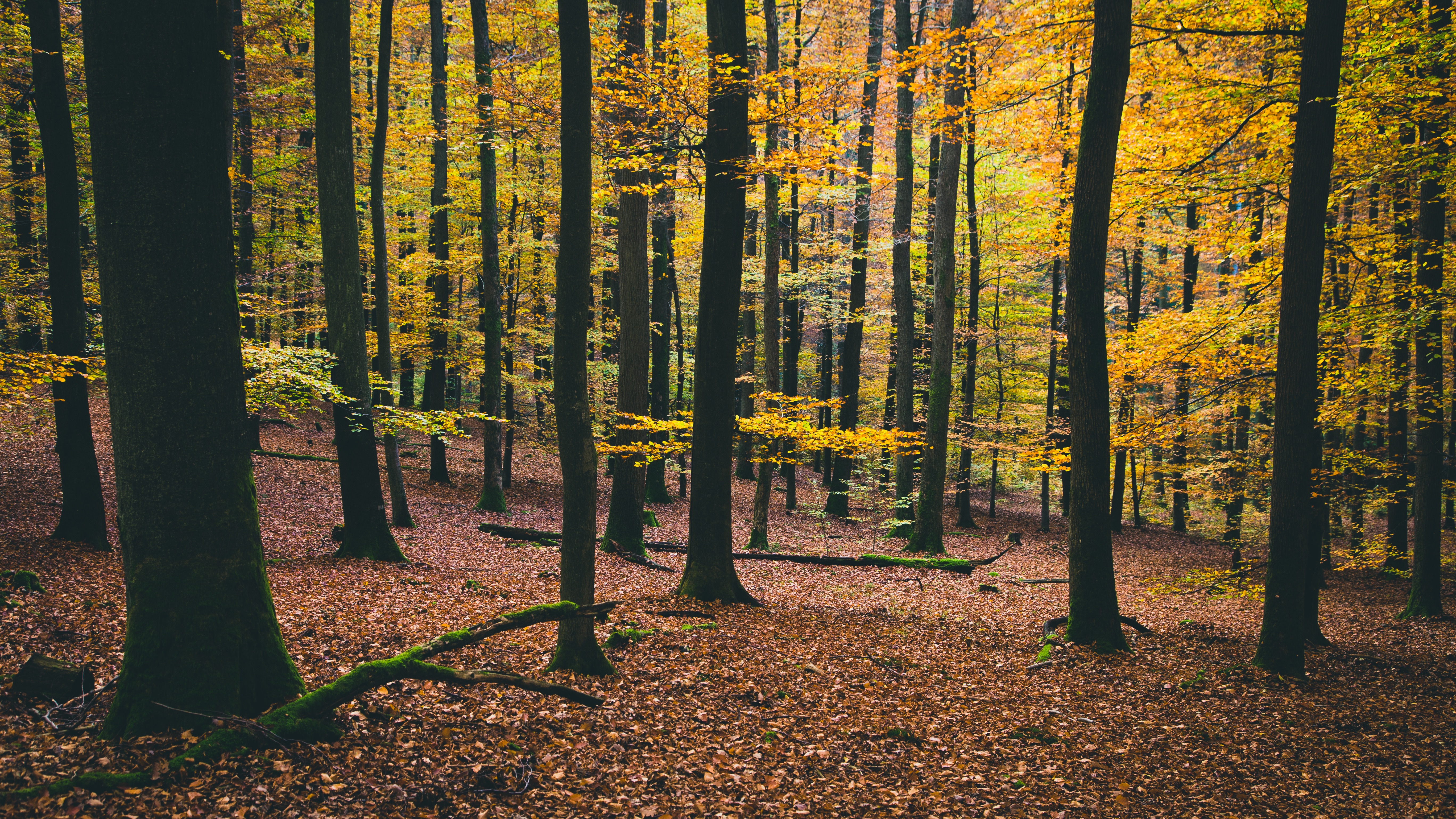 Free photo Beautiful fall forest on a sunny day