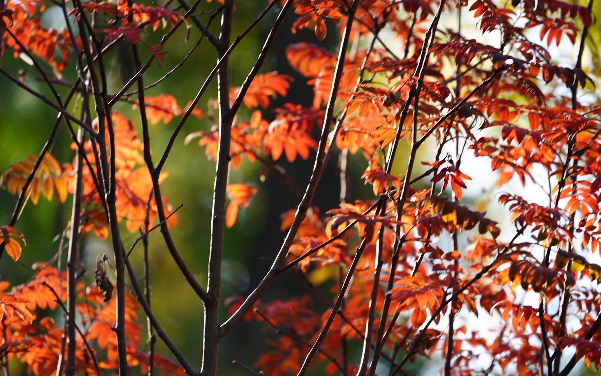 Tree branches with gold-colored autumn leaves
