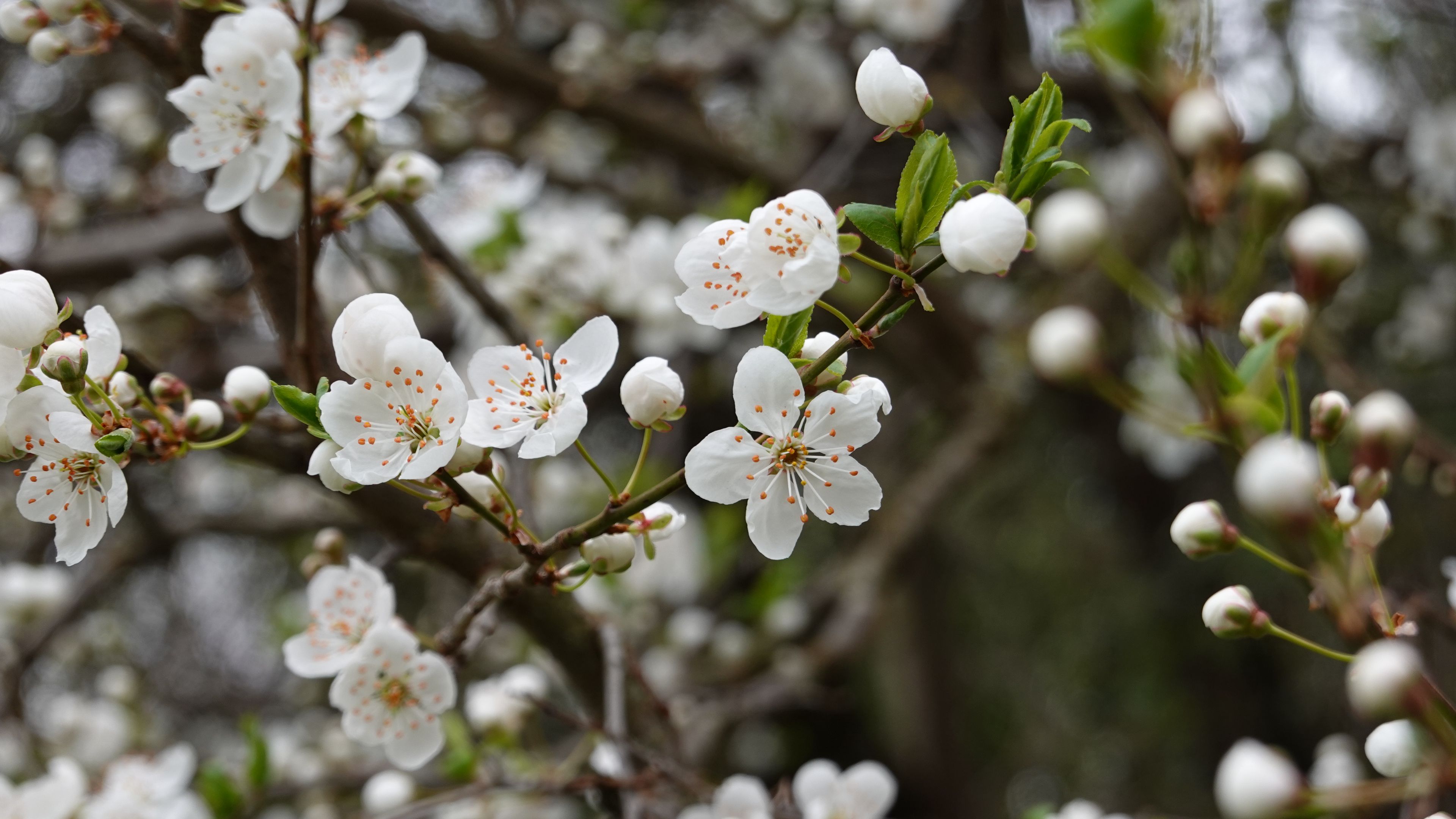 Wallpapers wallpaper cherry blossom sakura spring on the desktop