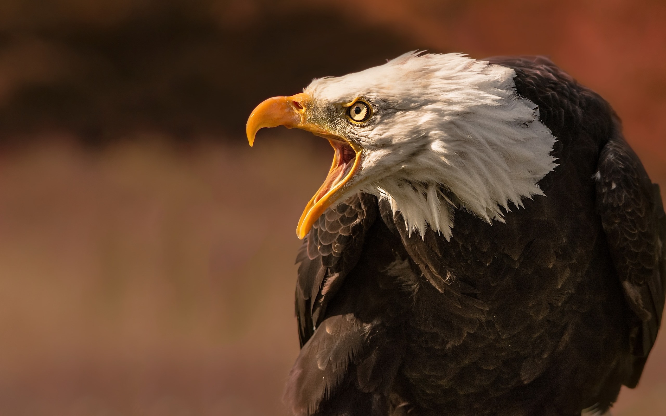 The Aggressive White-Eyed Eagle