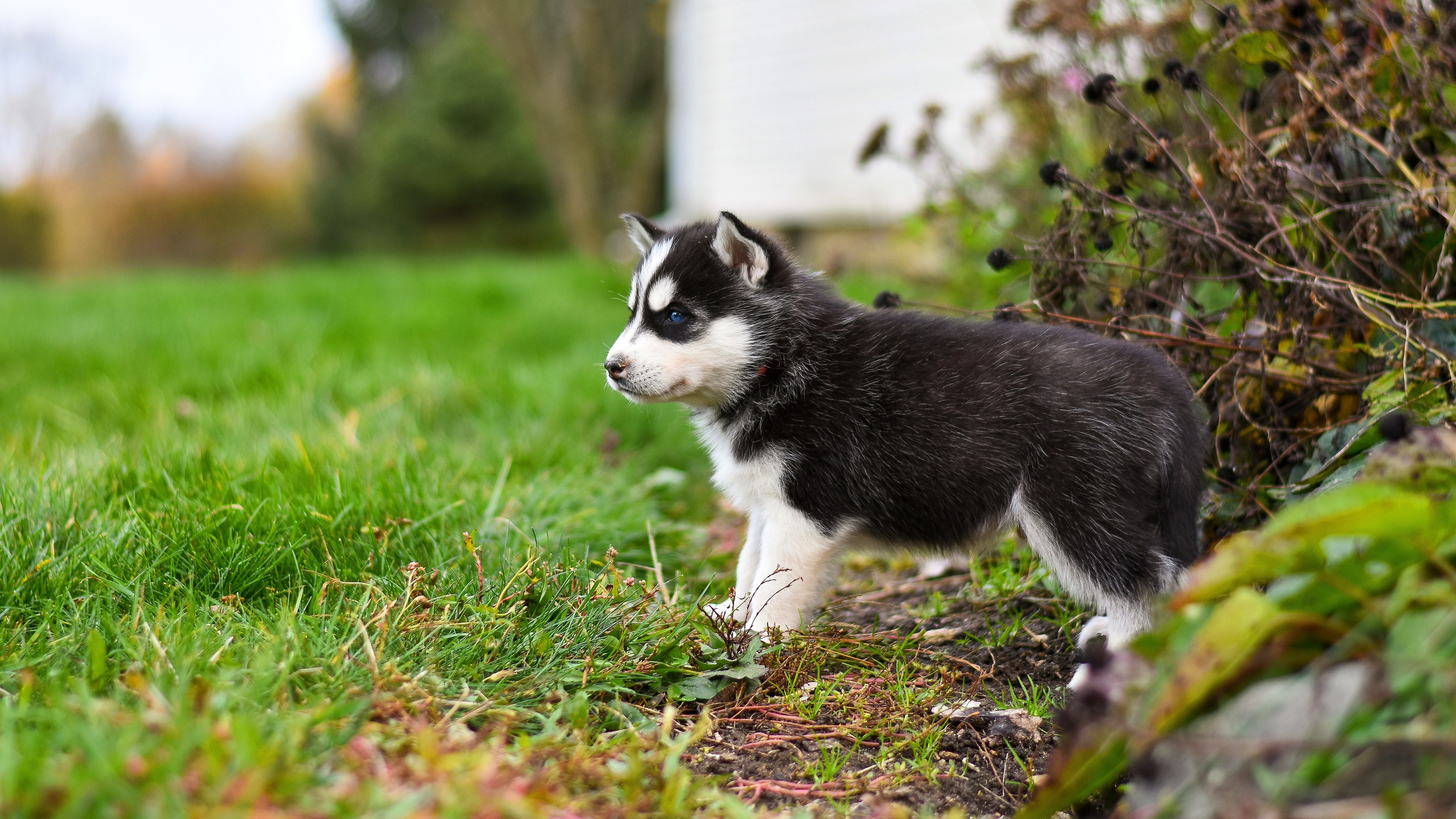 Free photo A little Siberian Husky puppy