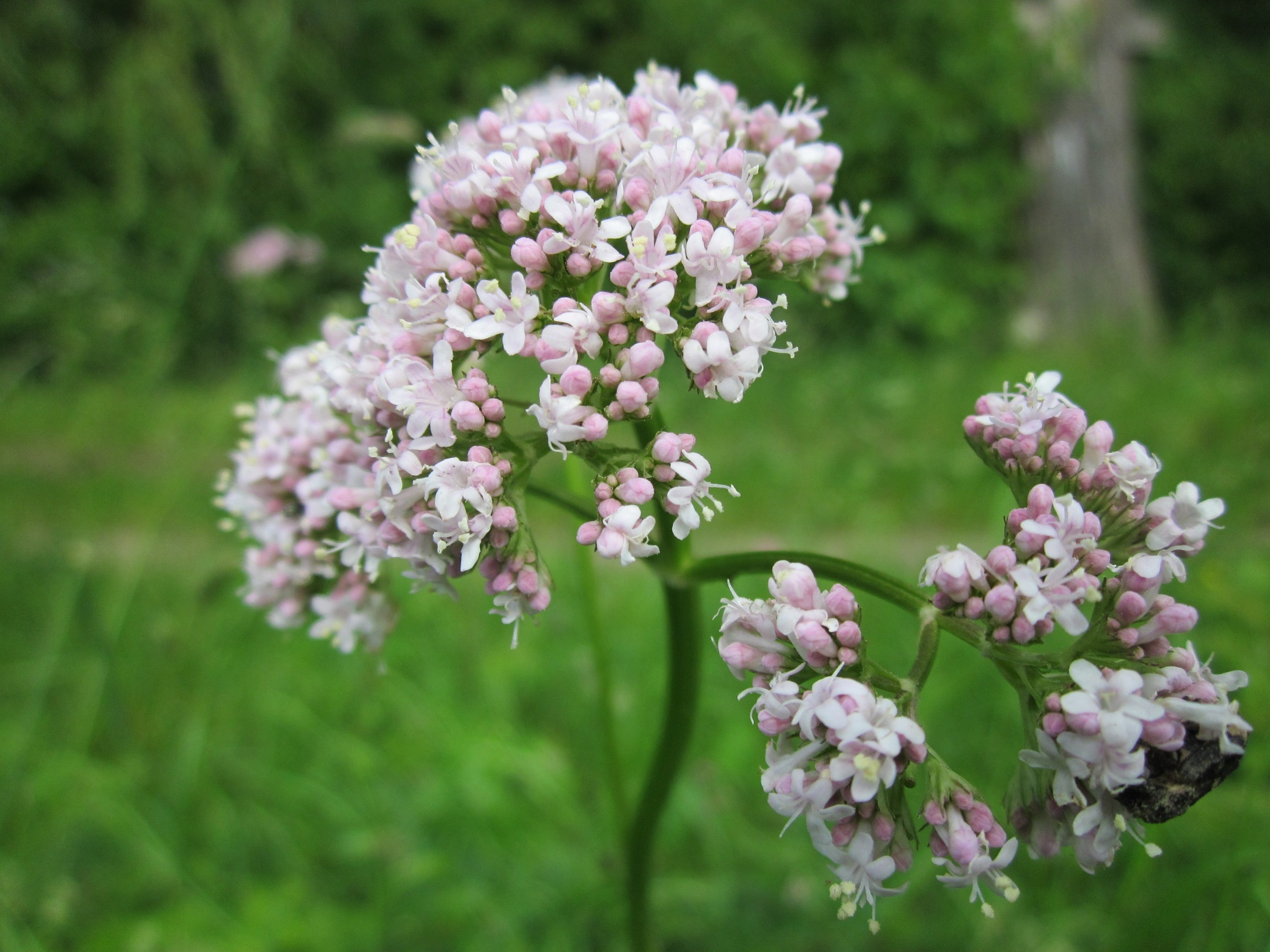 Wallpapers flower plant grass on the desktop