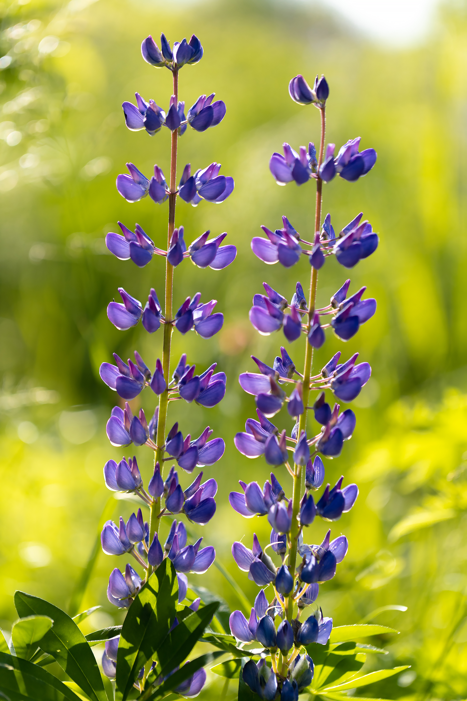 Синие люпины