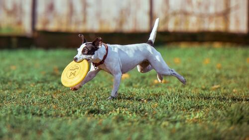 Бесплатное фото Собака несет в зубах летающий диск