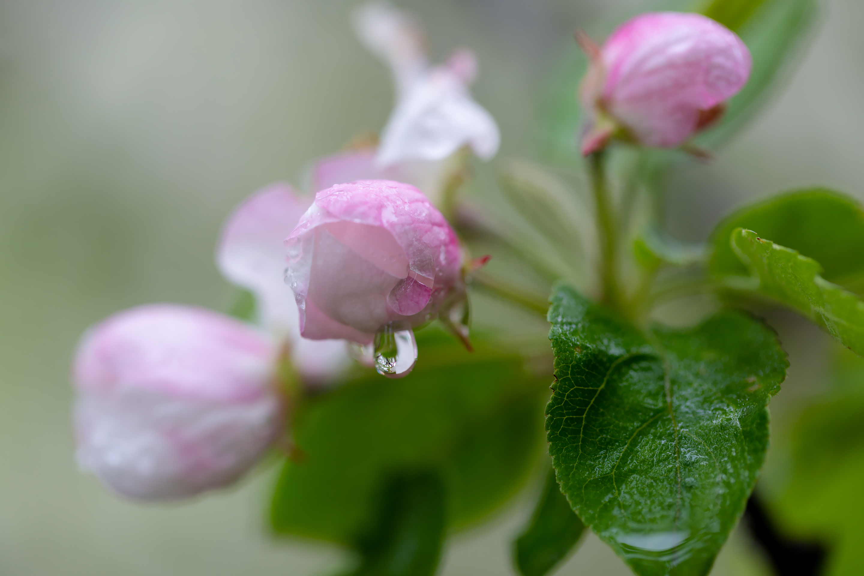 免费照片苹果在树枝上开花