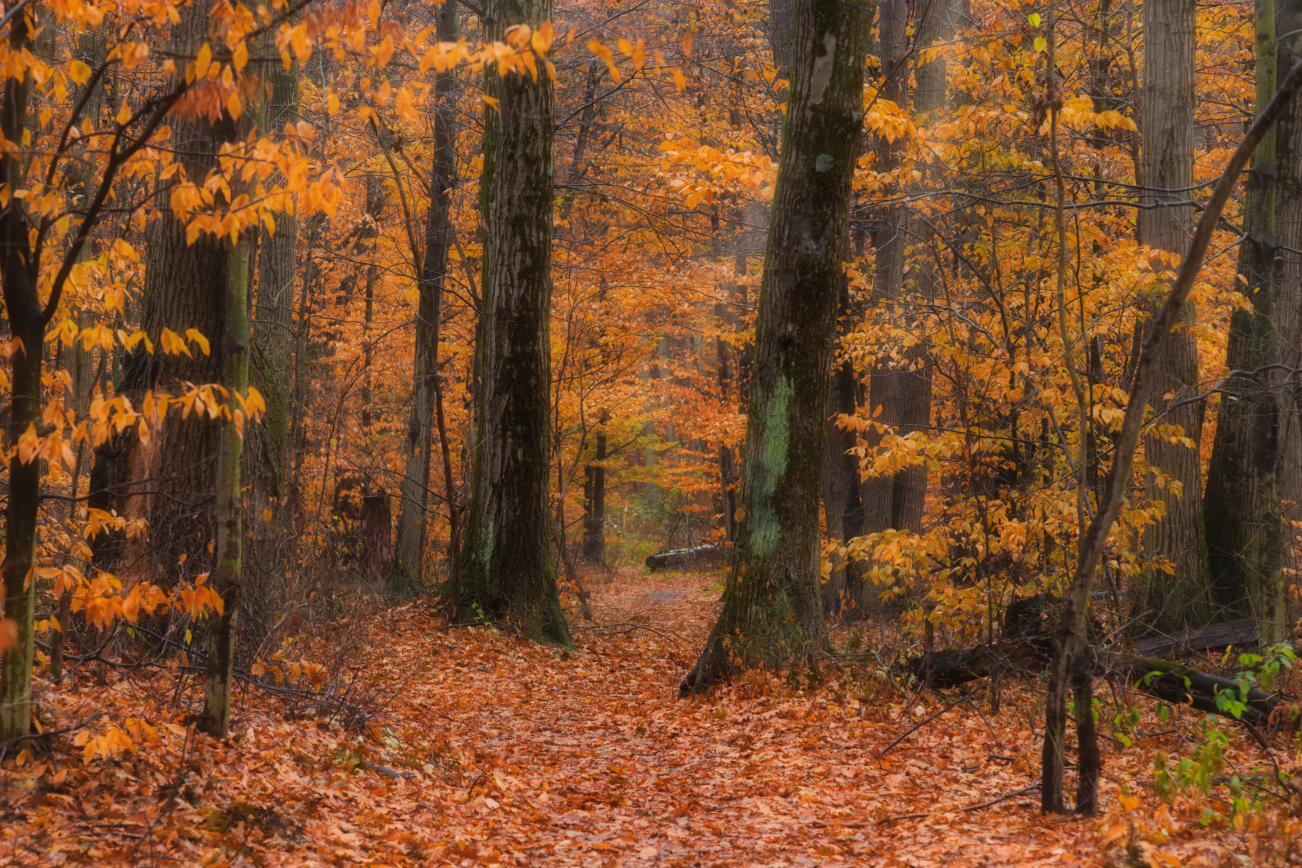 Wallpapers autumn leaves forest fall colors on the desktop