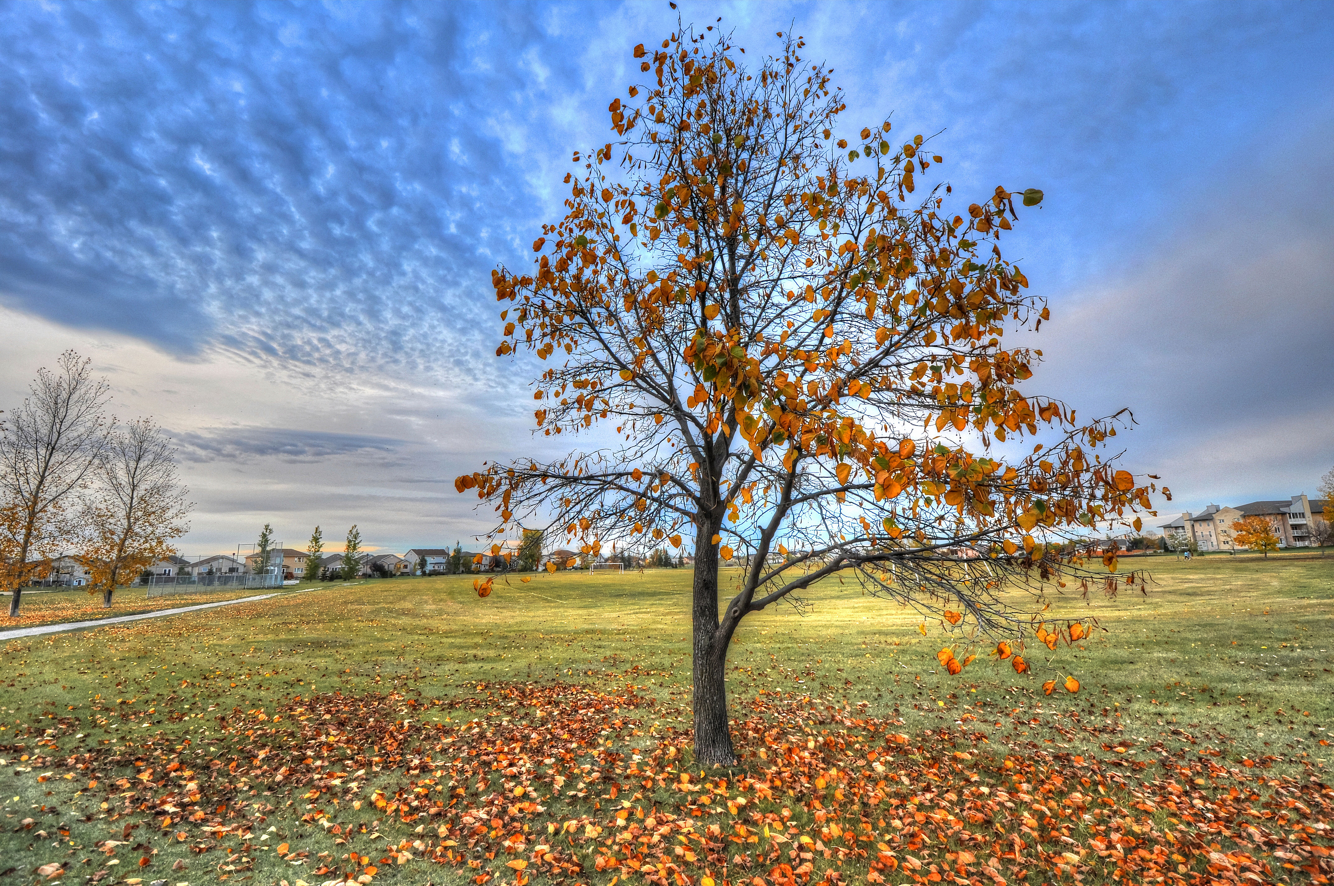 Free photo Leaves under the tree