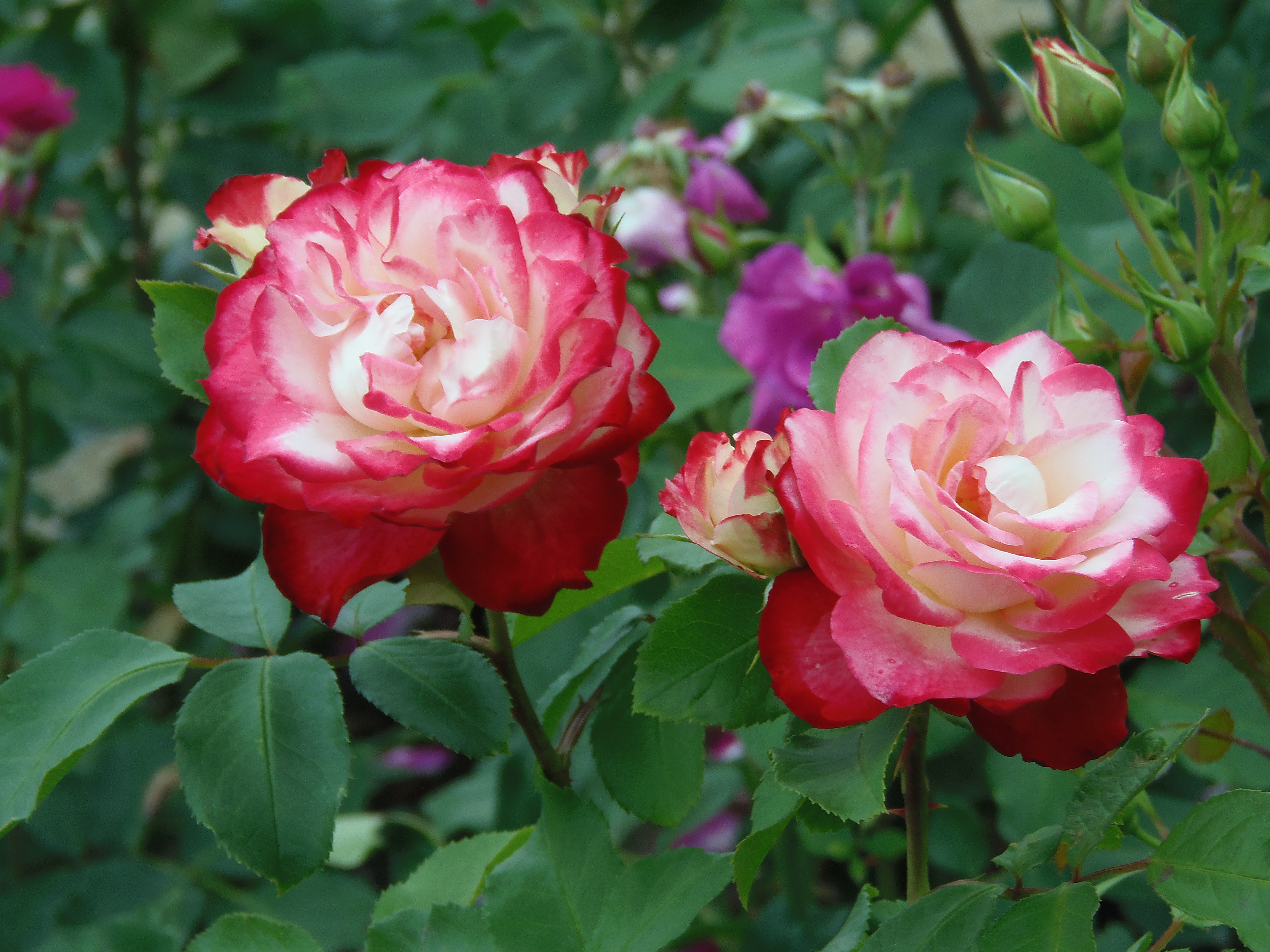 Обои красные цветы красные розы цветок на рабочий стол