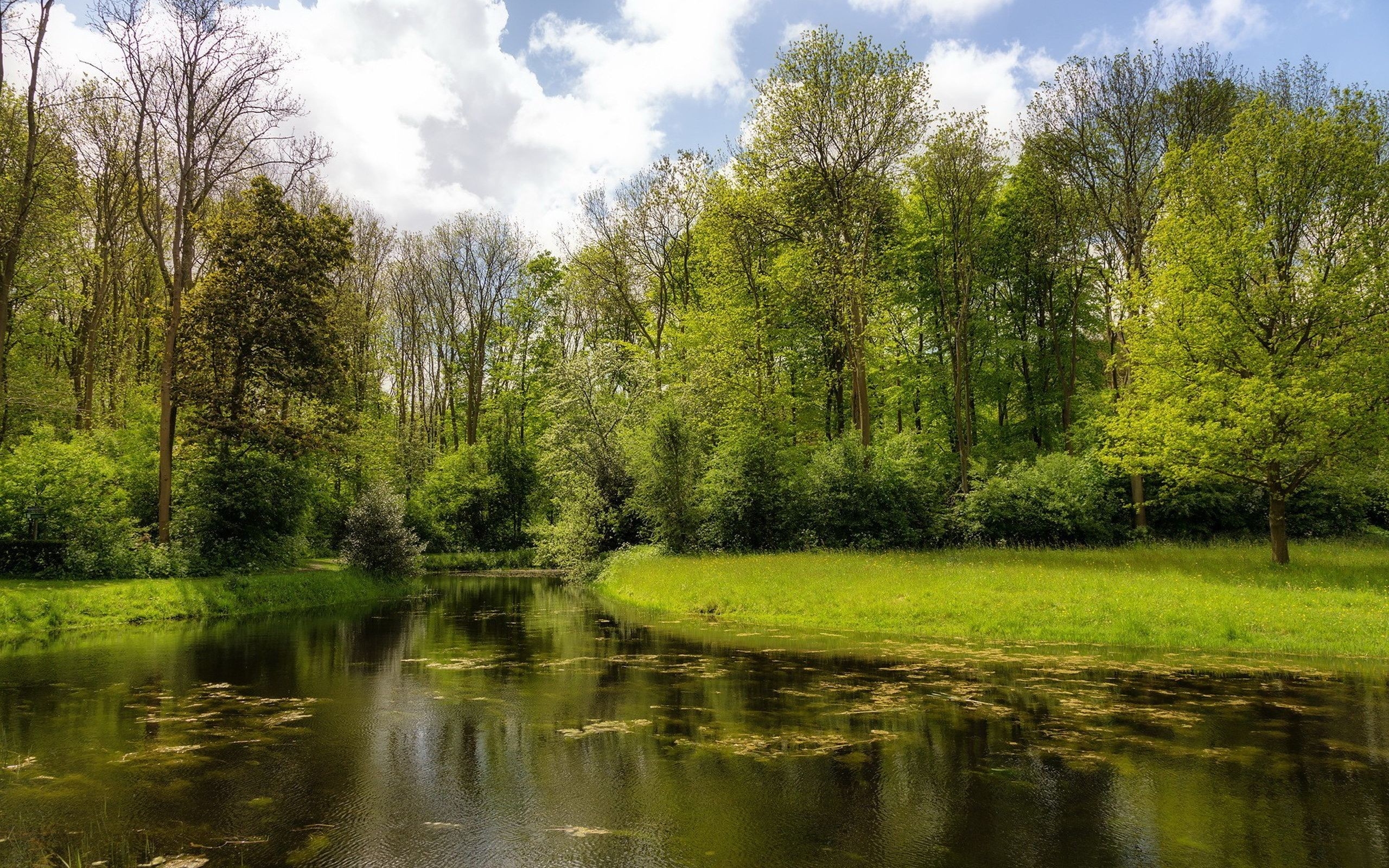 Free photo Summer river in the park