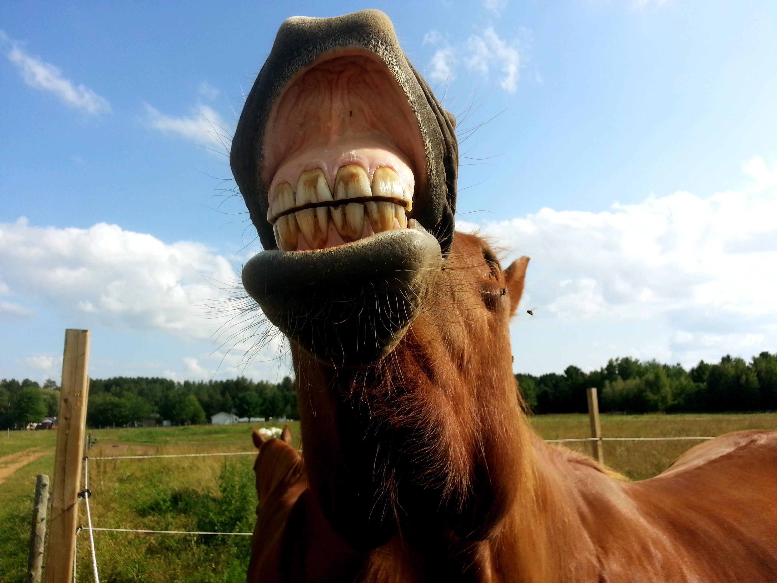 Free photo The horse roars, showing his teeth.