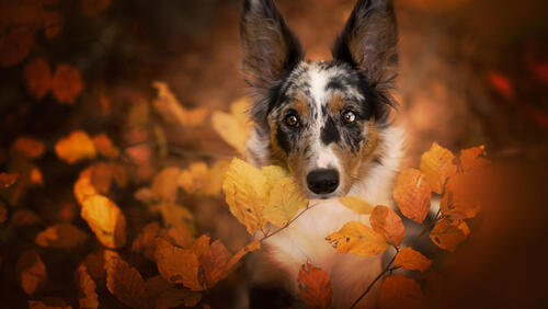 Бесплатное фото Пятнистая морда в осенней листве