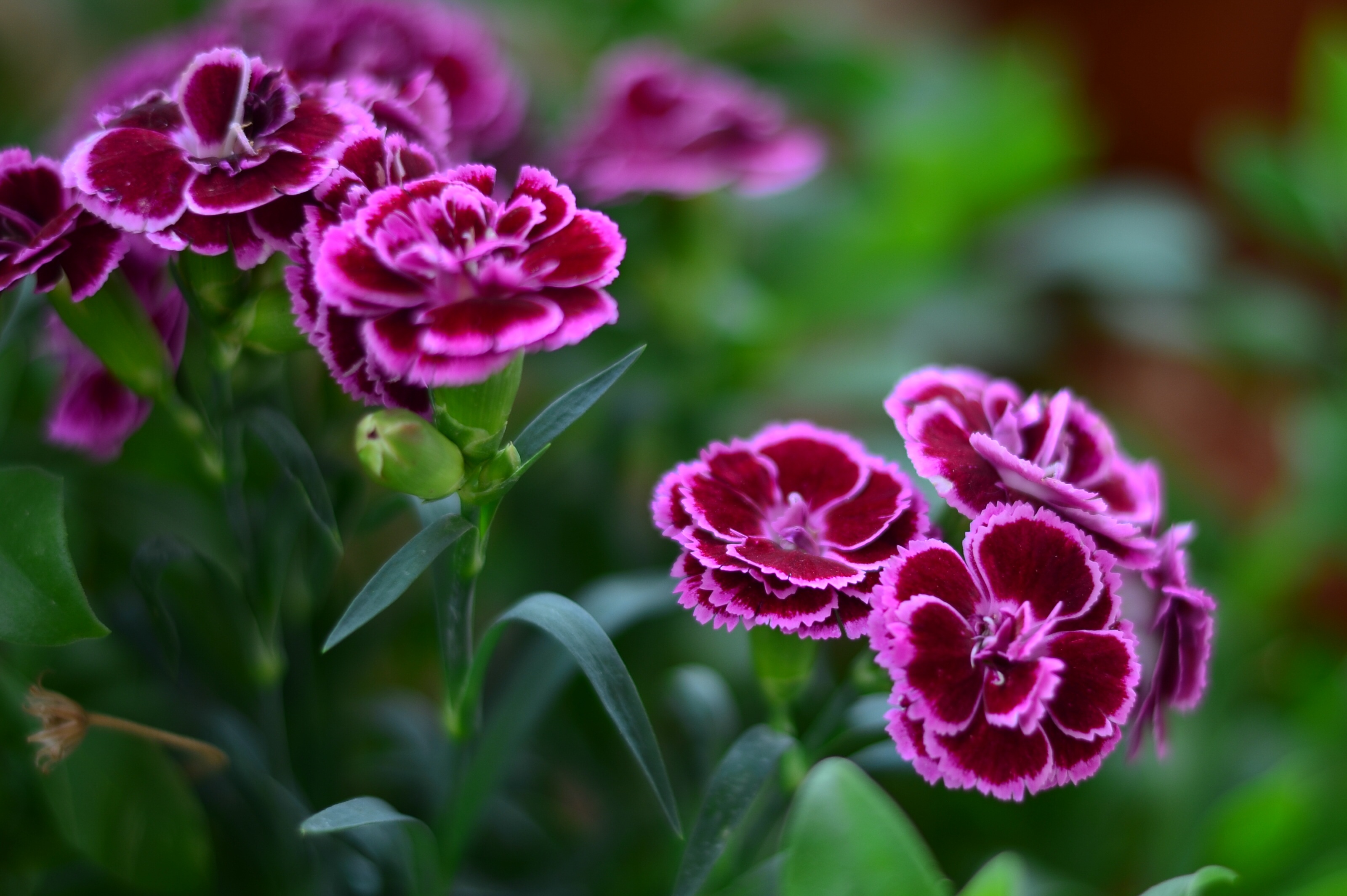 Wallpapers flower macro nature on the desktop