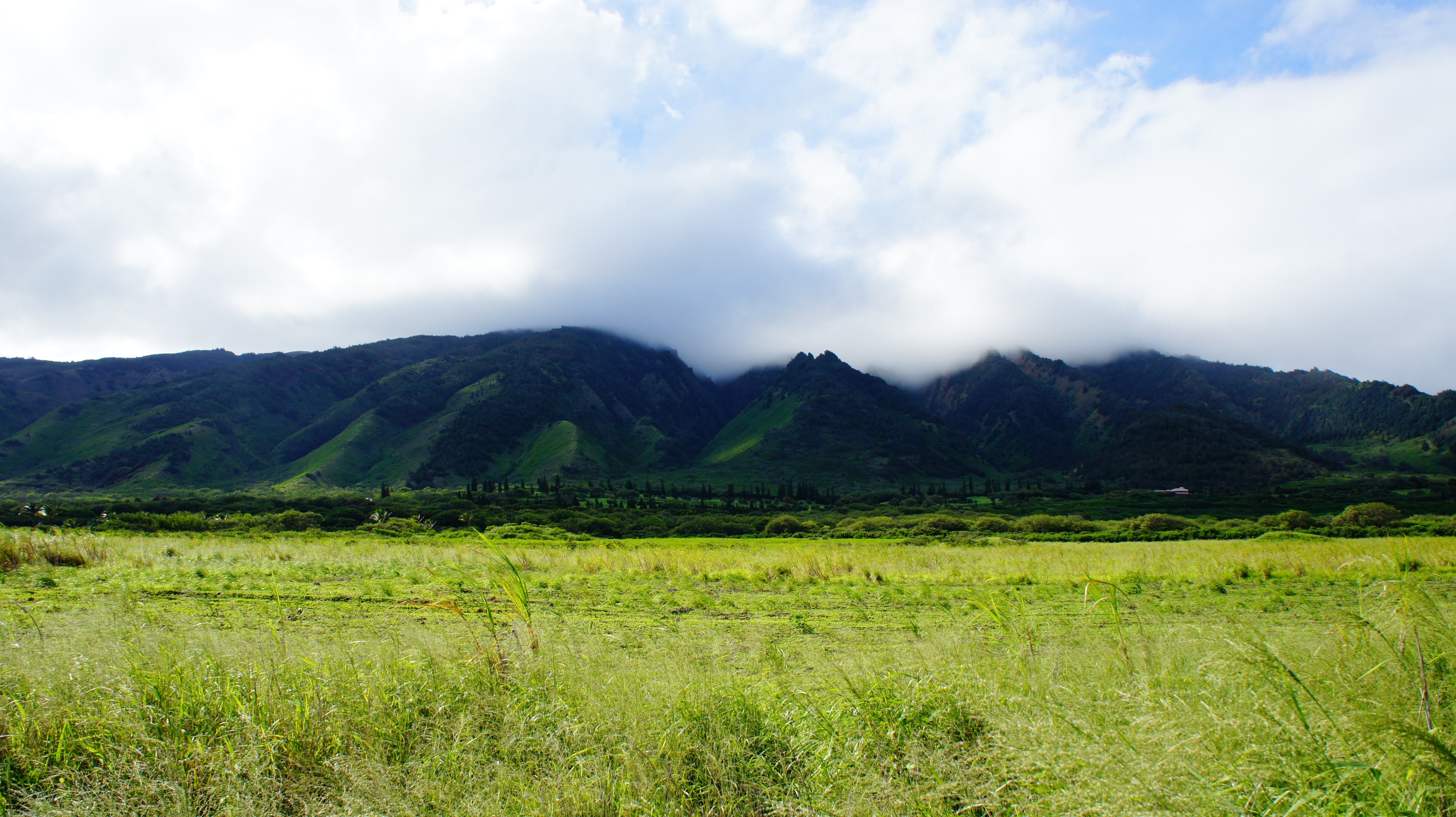 Free photo Summer meadows