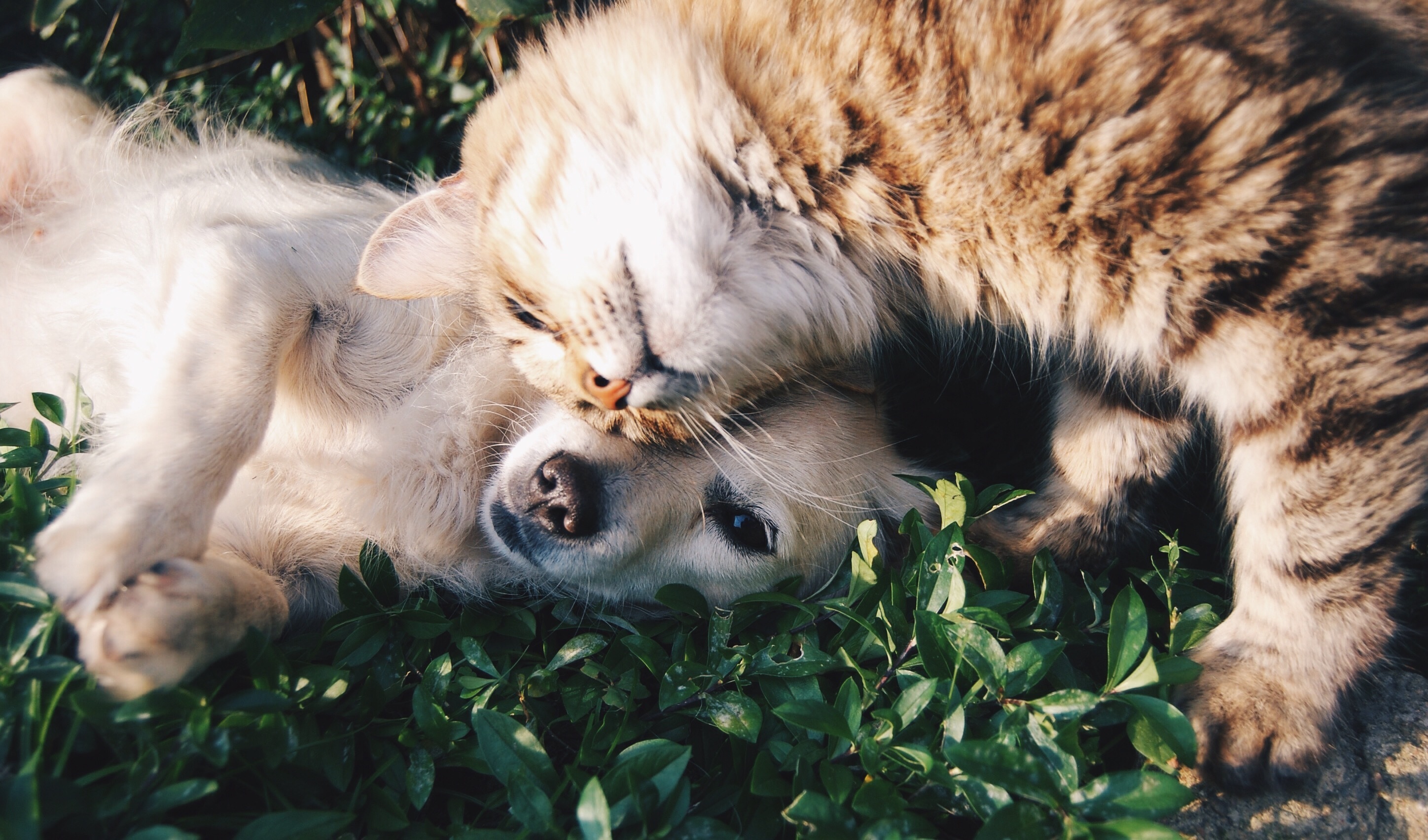 Free photo The dog and cat are happy with each other