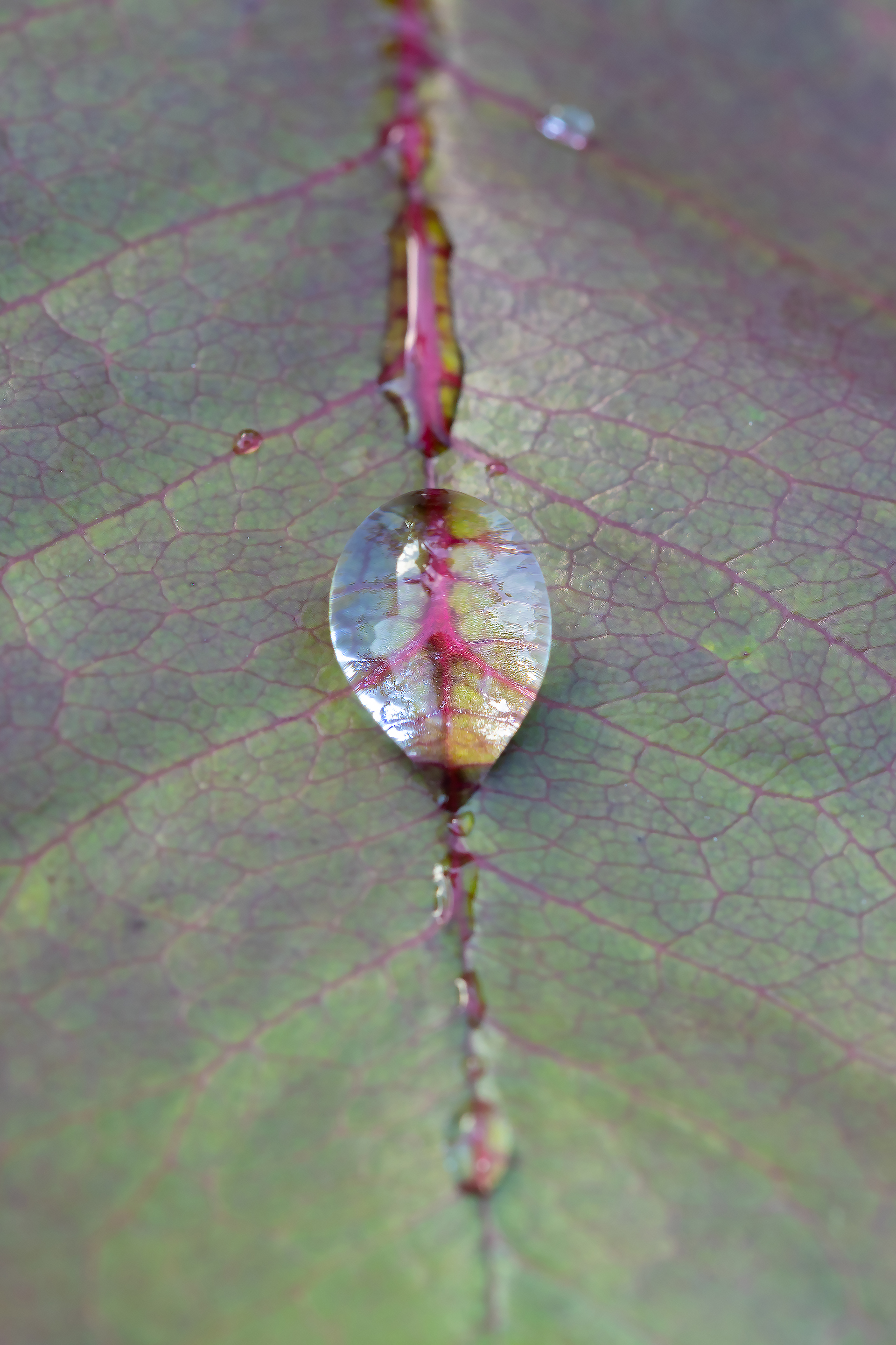 Бесплатное фото Капля дождя на листке розы