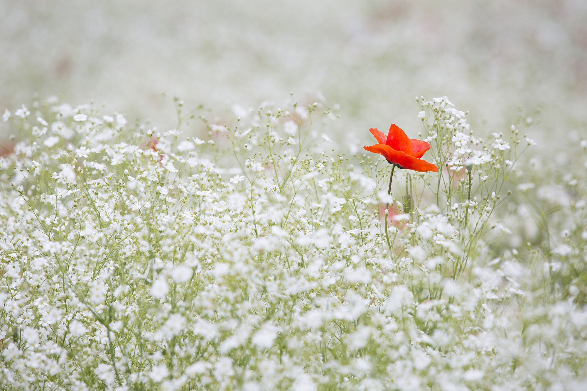 Wallpapers nature grass flower on the desktop