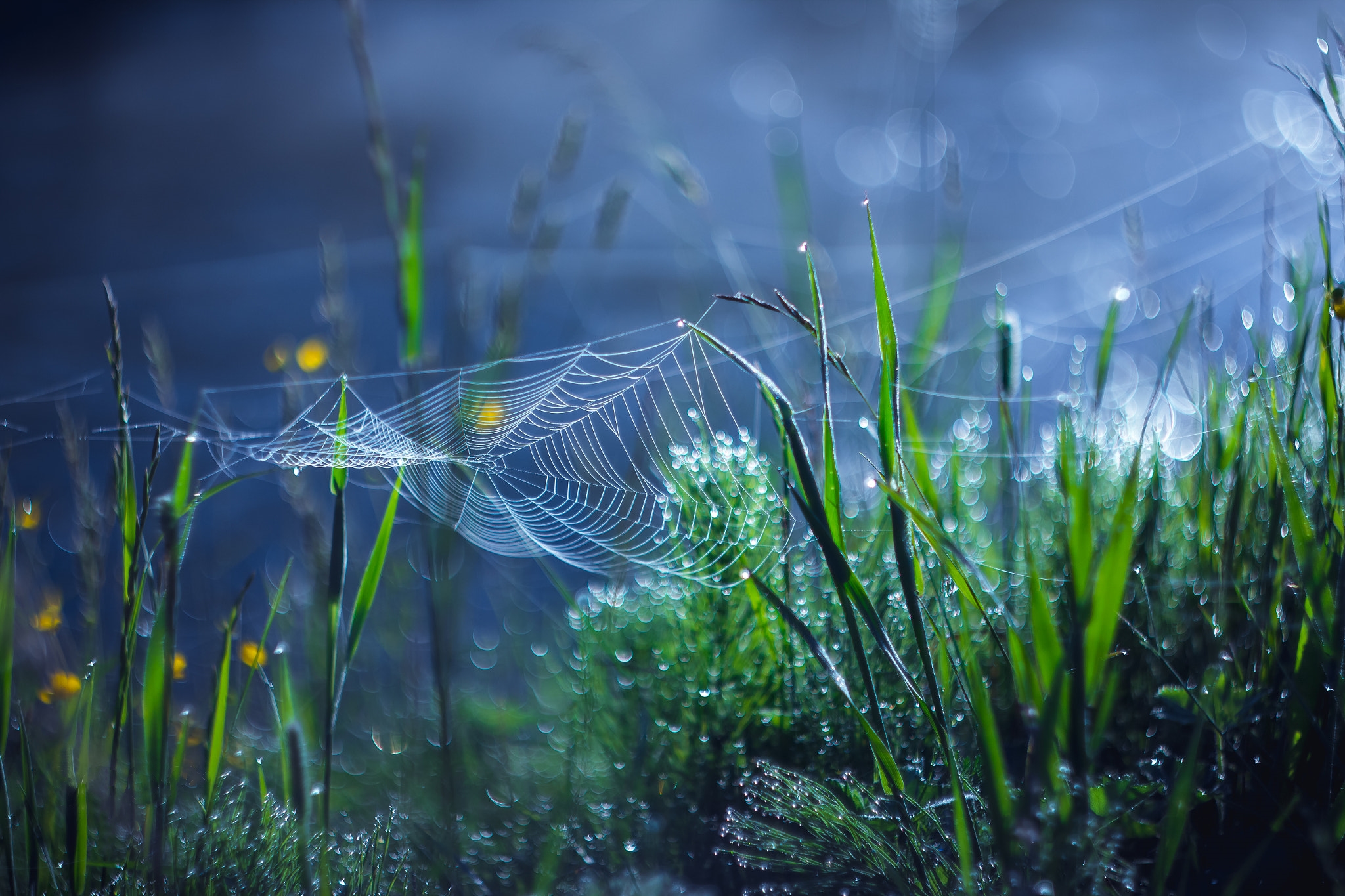 Wallpapers grass cobwebs plants on the desktop