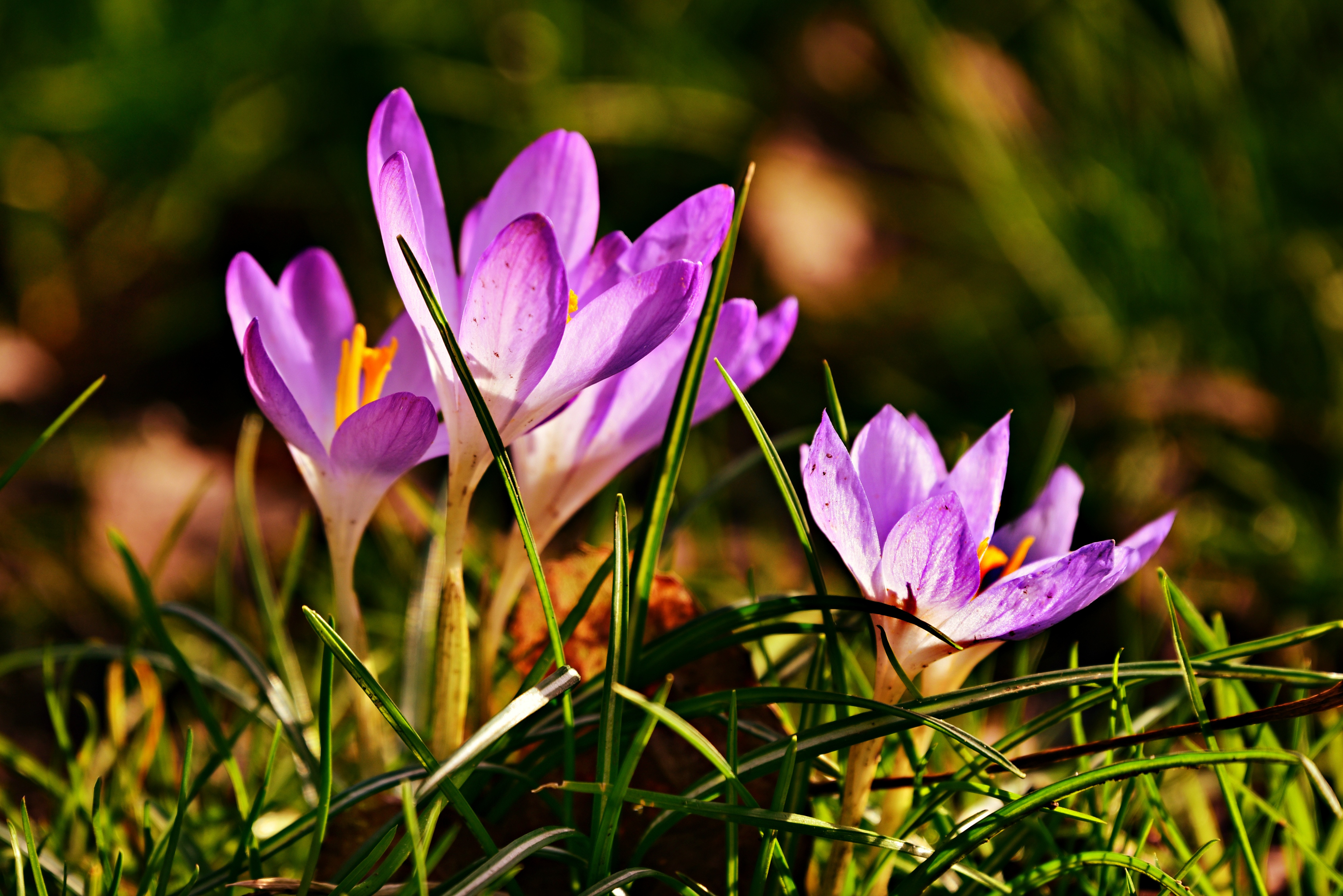 Wallpapers flowers colors grass on the desktop