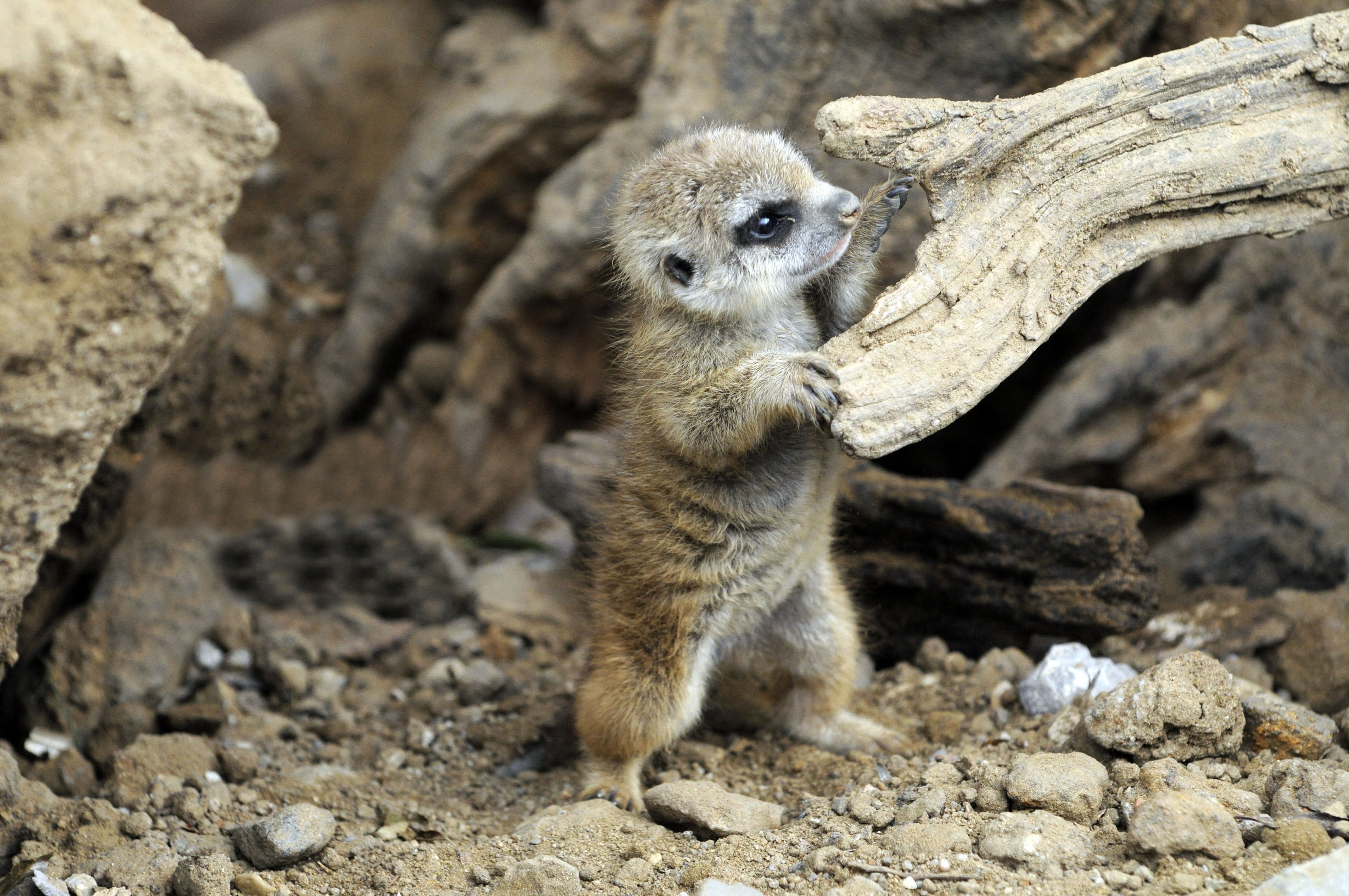 The curious meerkat