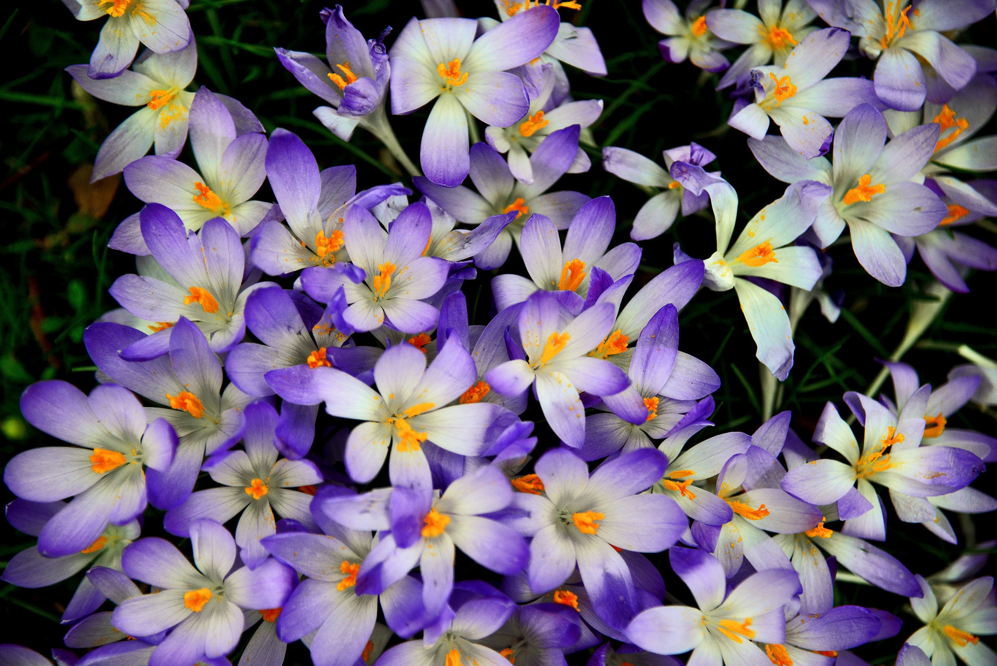 Wallpapers flower bed wallpaper crocus flowers petals on the desktop