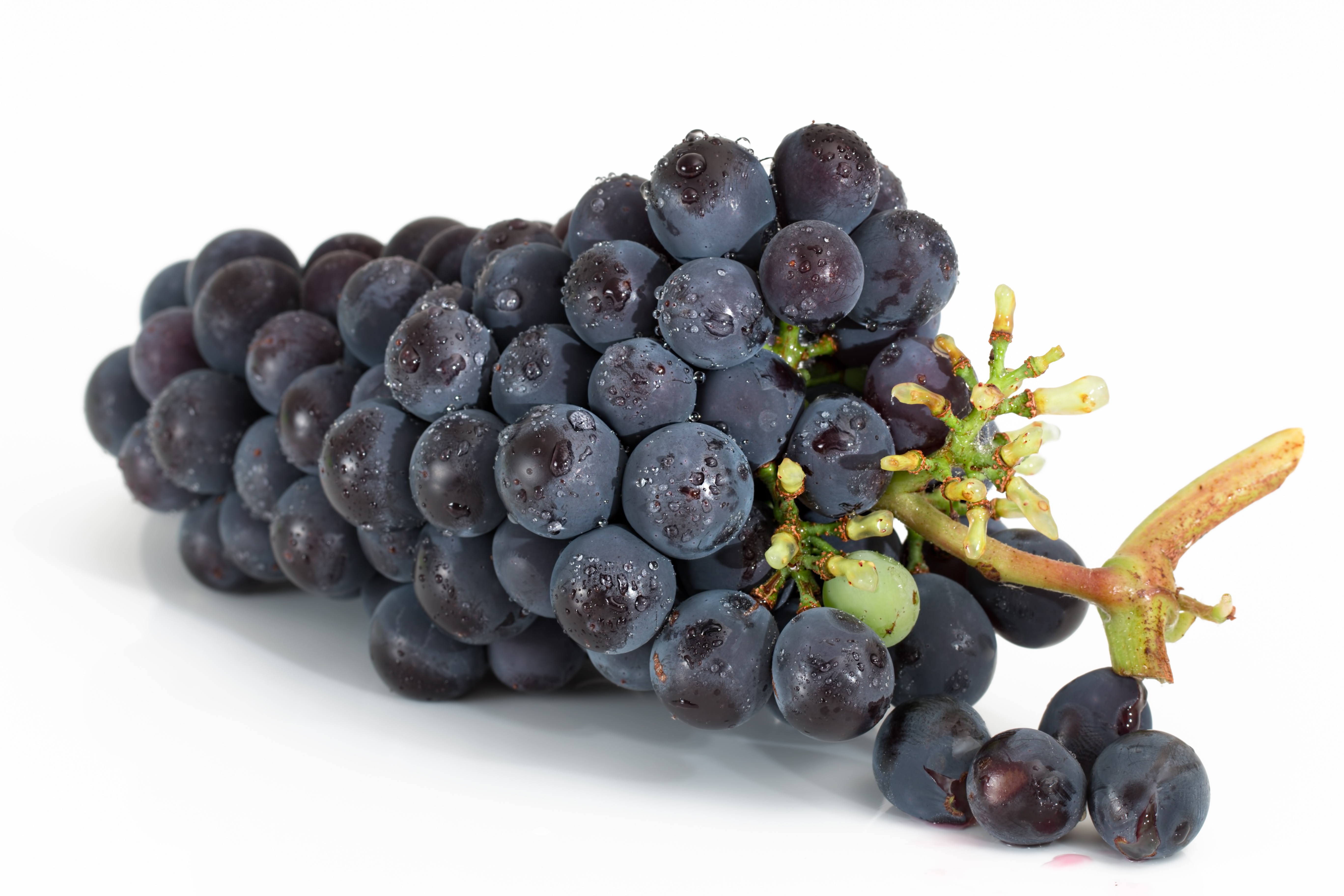 Free photo A sprig of black grapes