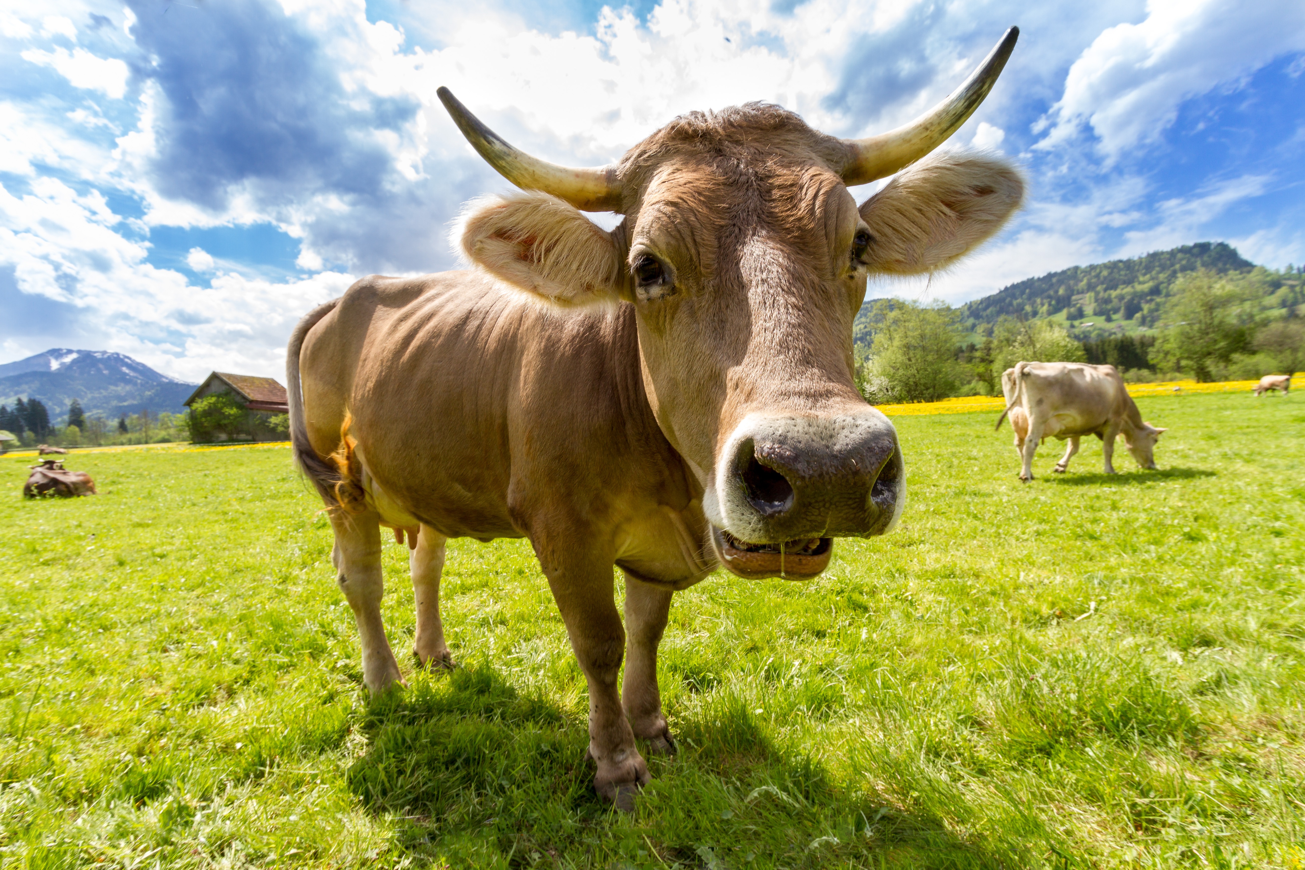 Free photo A horned cow in a green meadow