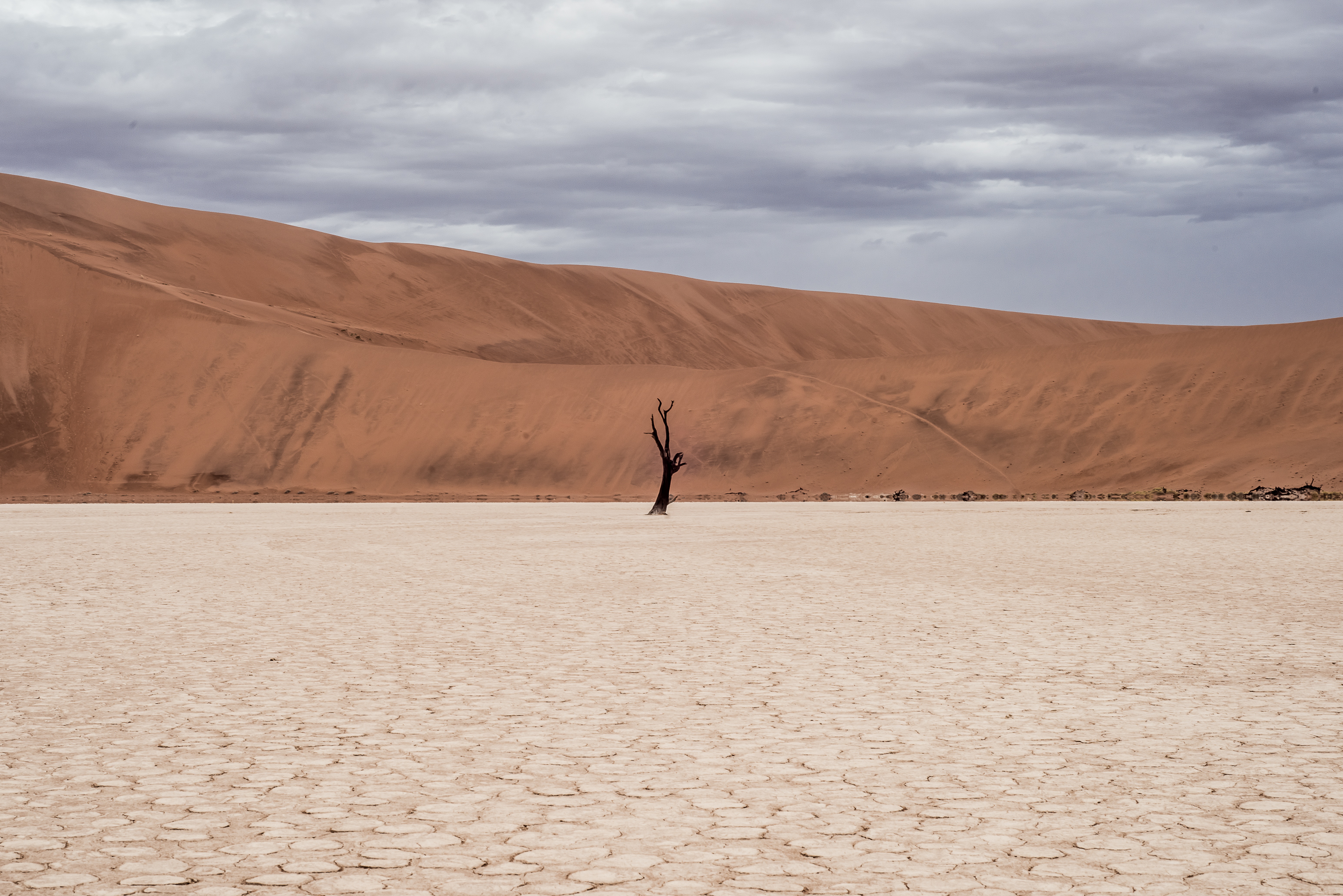 Free photo A withered tree in a sandy desert.