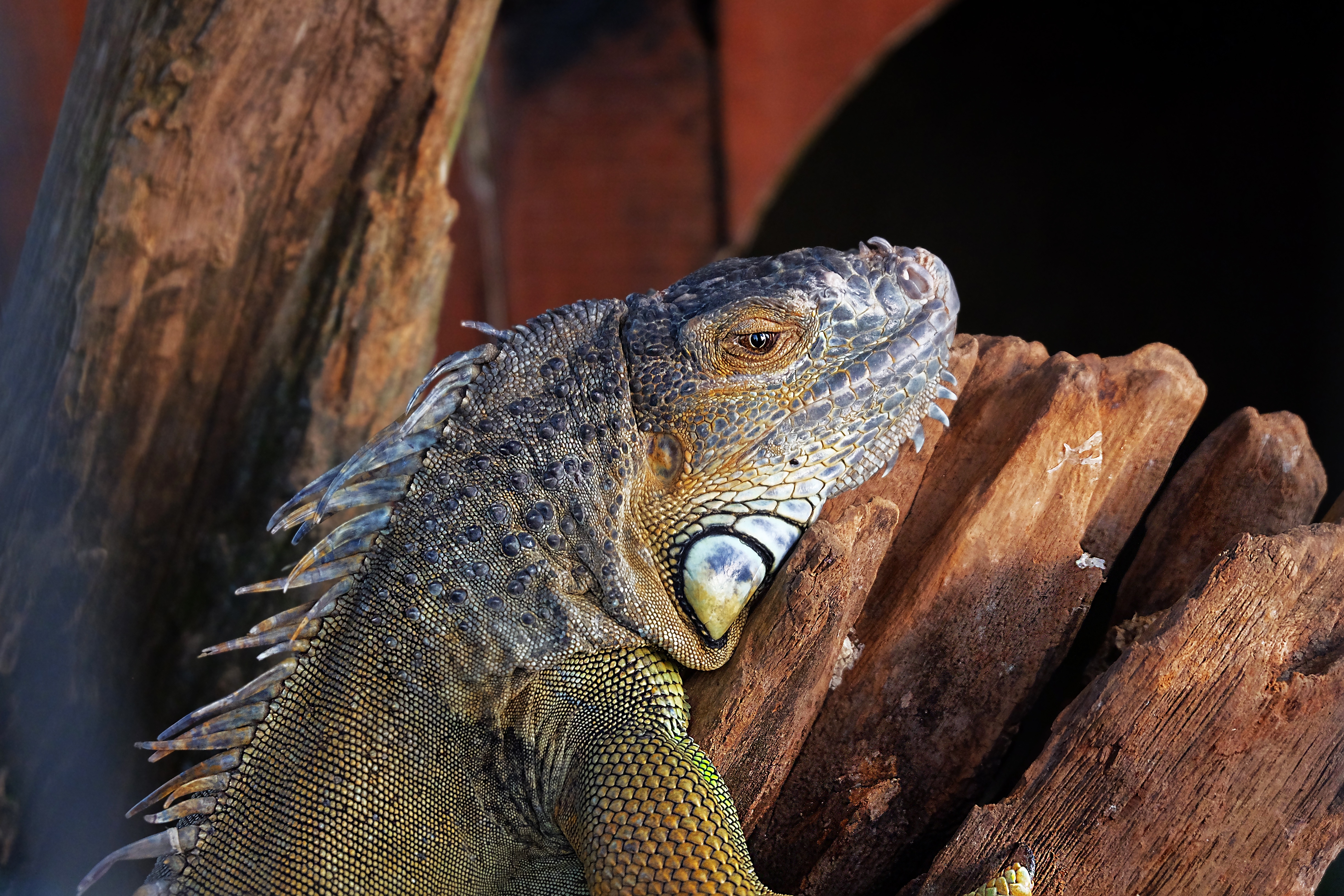 Free photo An iguana climbed up the remains of an old tree