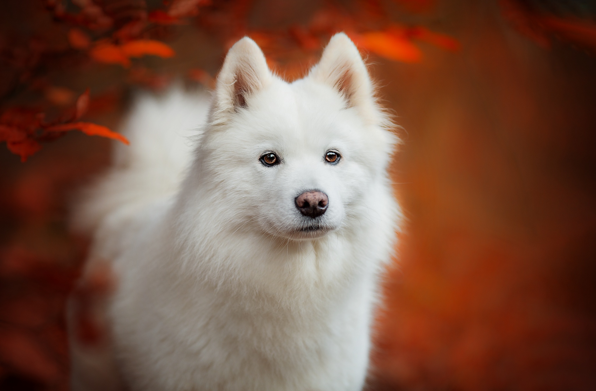Portrait of a puppy Samoyed husky