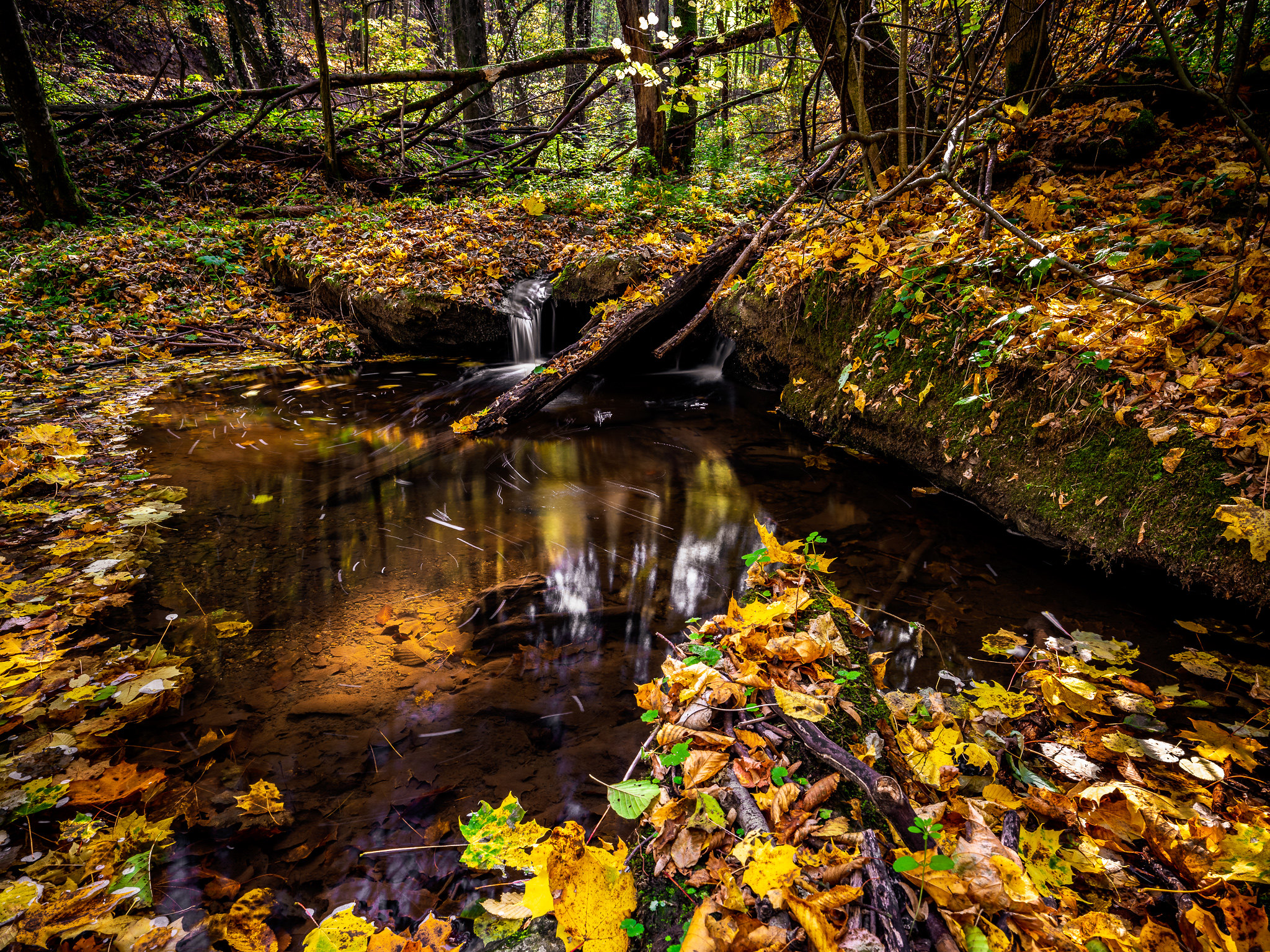 Free photo New photo on the forest, autumn