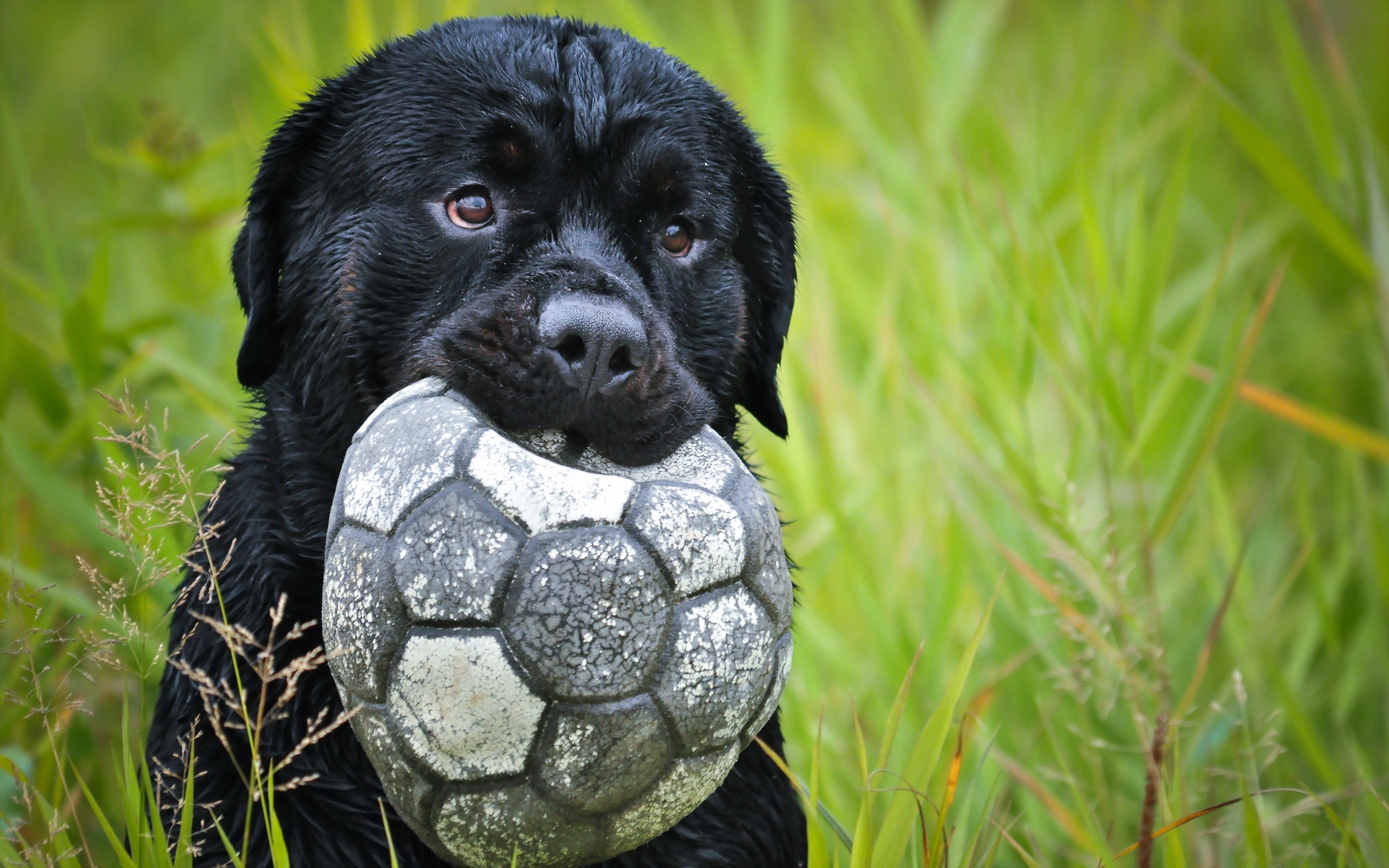 Wallpapers grass dog ball on the desktop