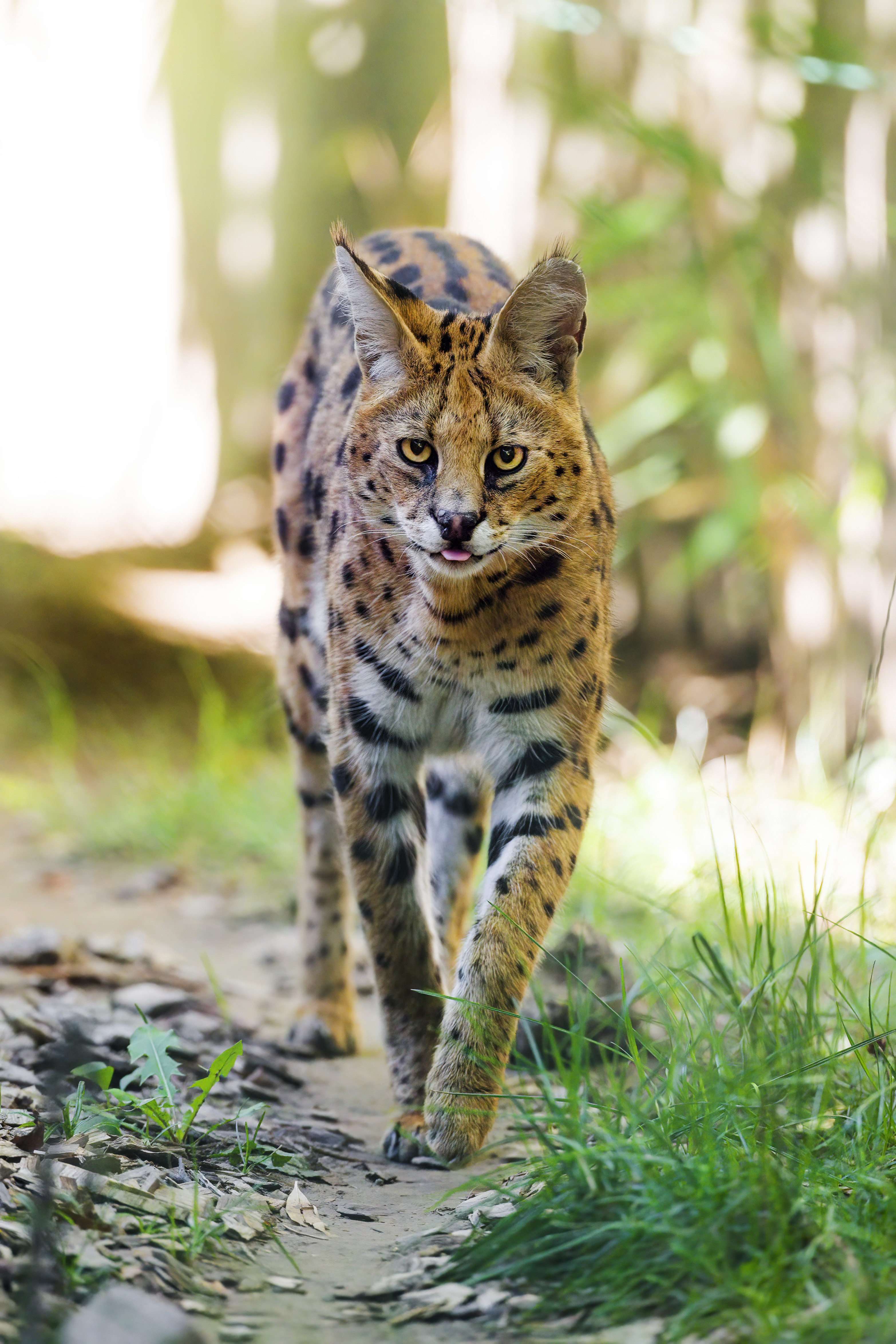 Free photo A serval walks along the path