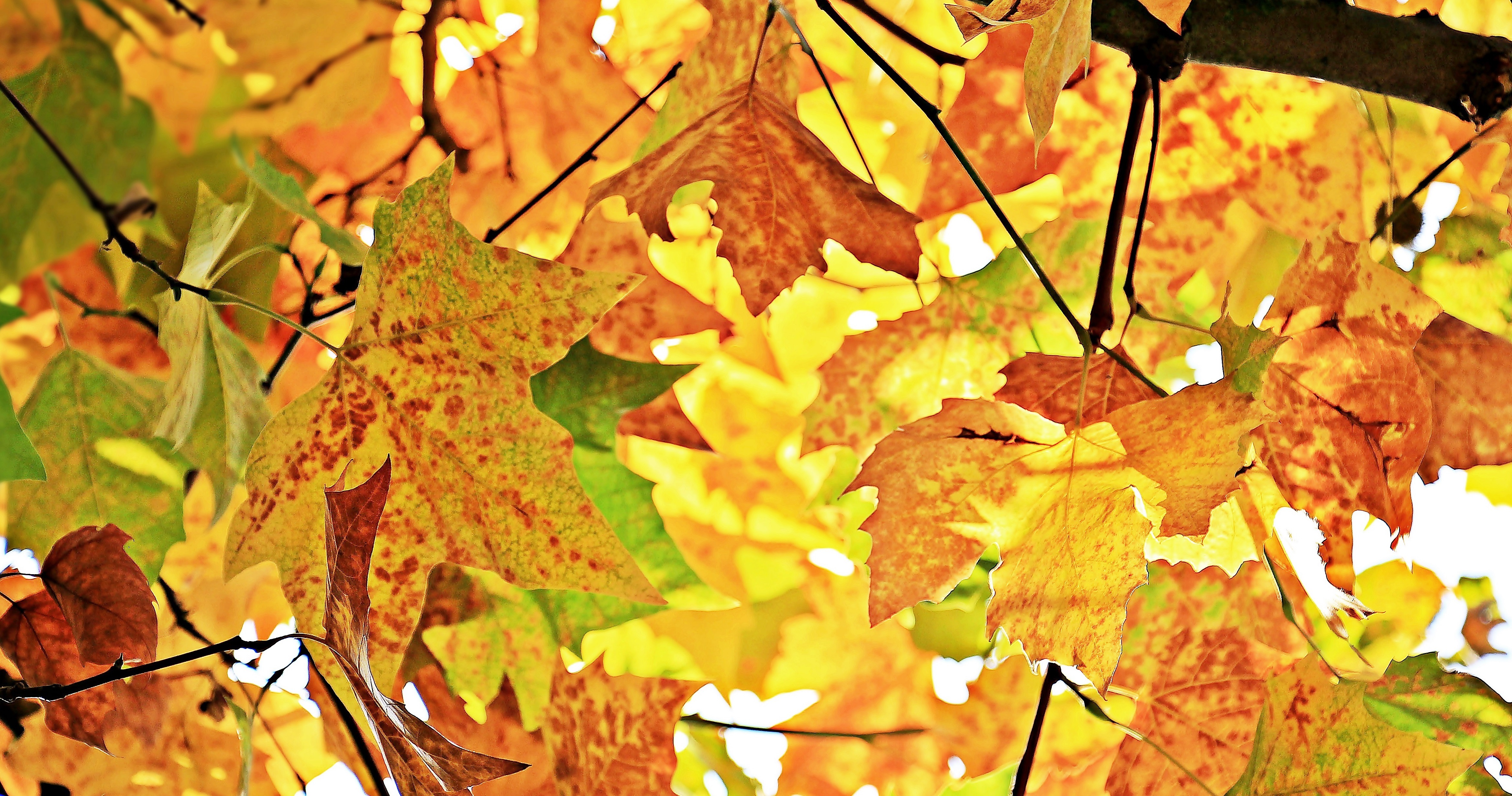Wallpapers terrestrial plant autumn colours sun light on the desktop