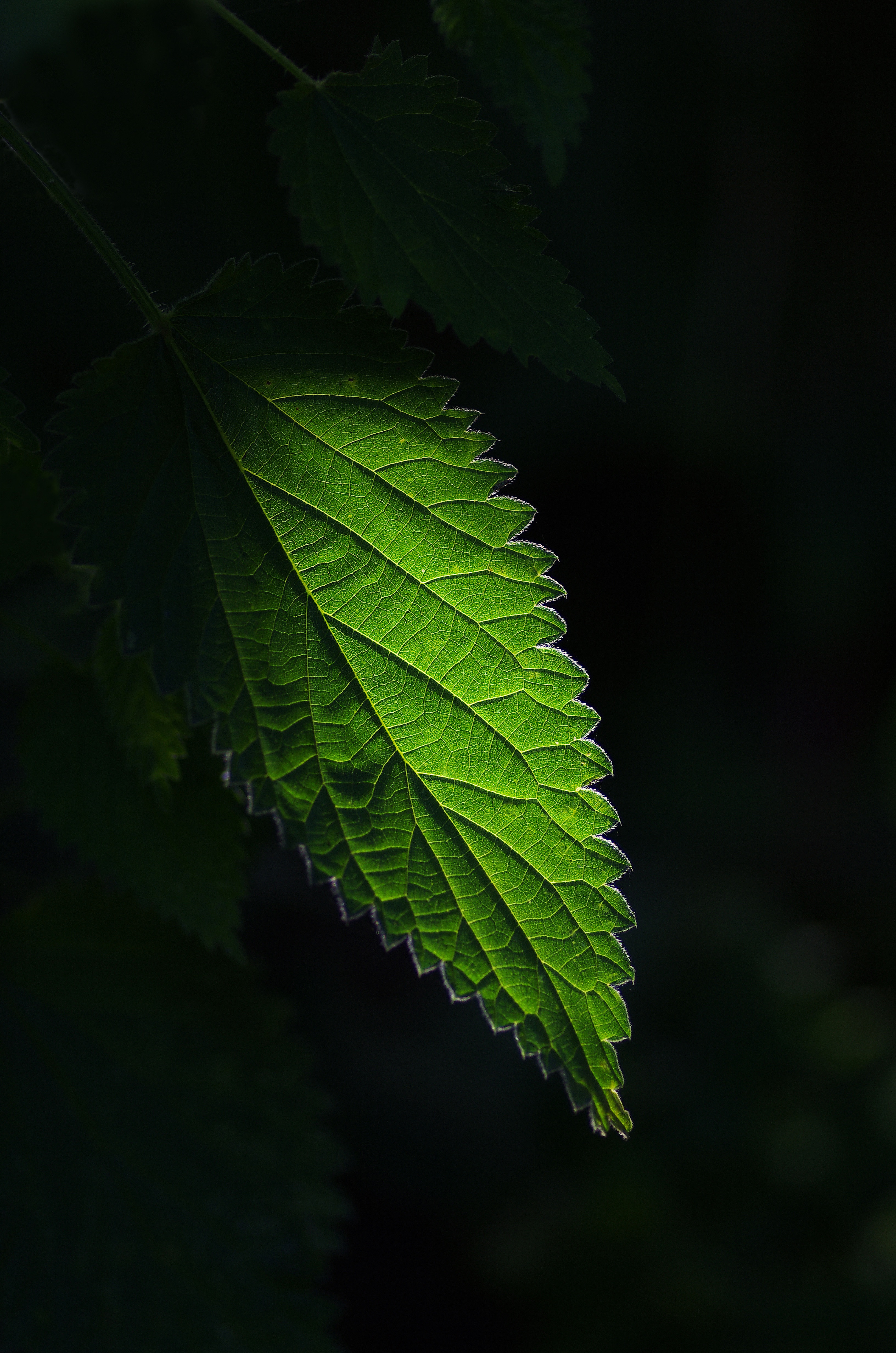 免费照片绿色荨麻叶特写壁纸