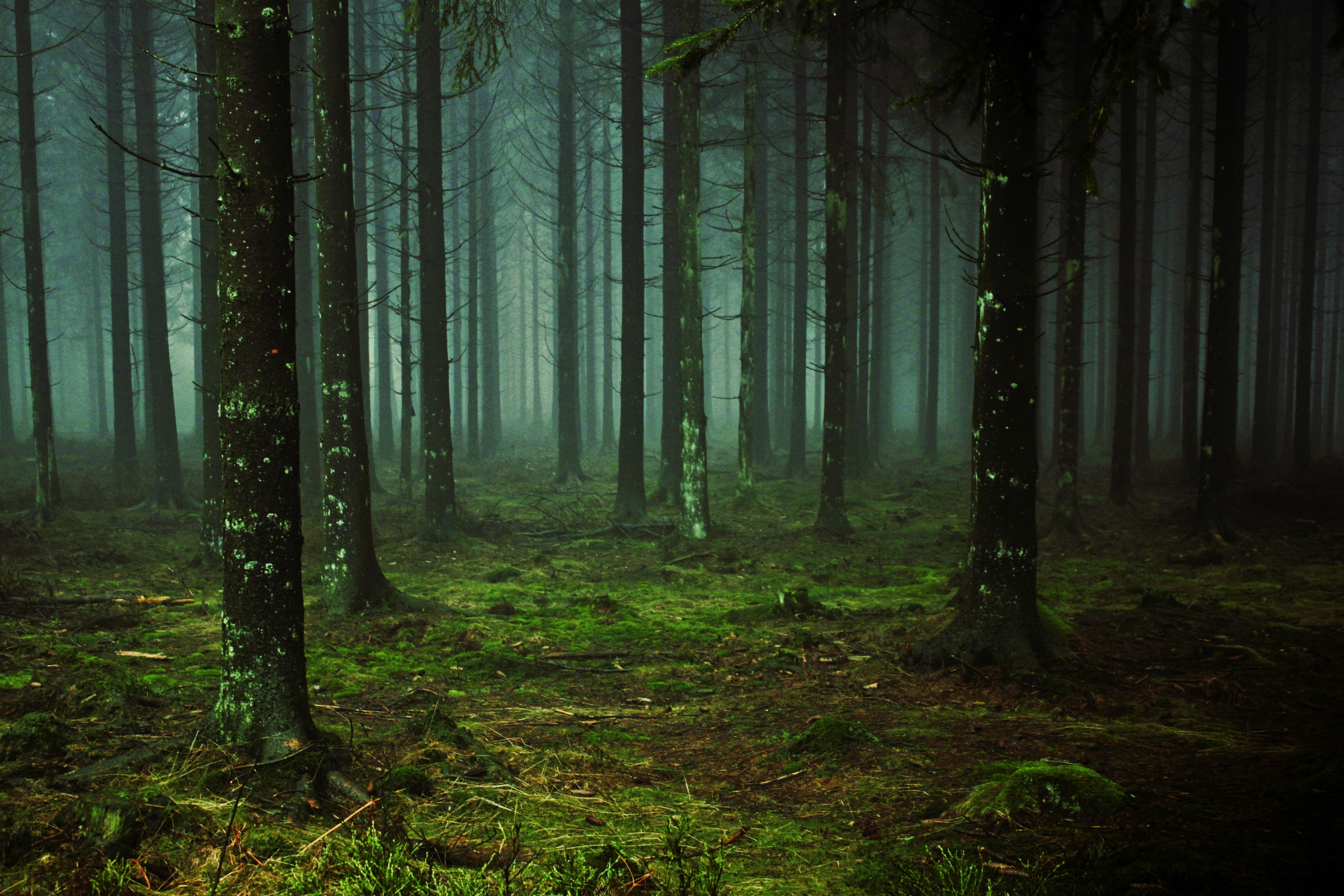 Free photo Dark forest in the fog